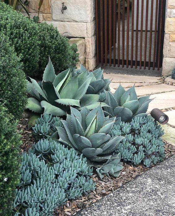 agave