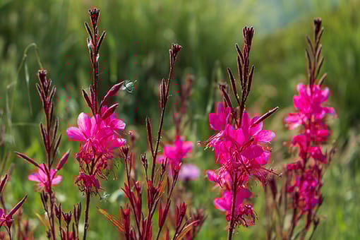 10 fleurs d'automne
