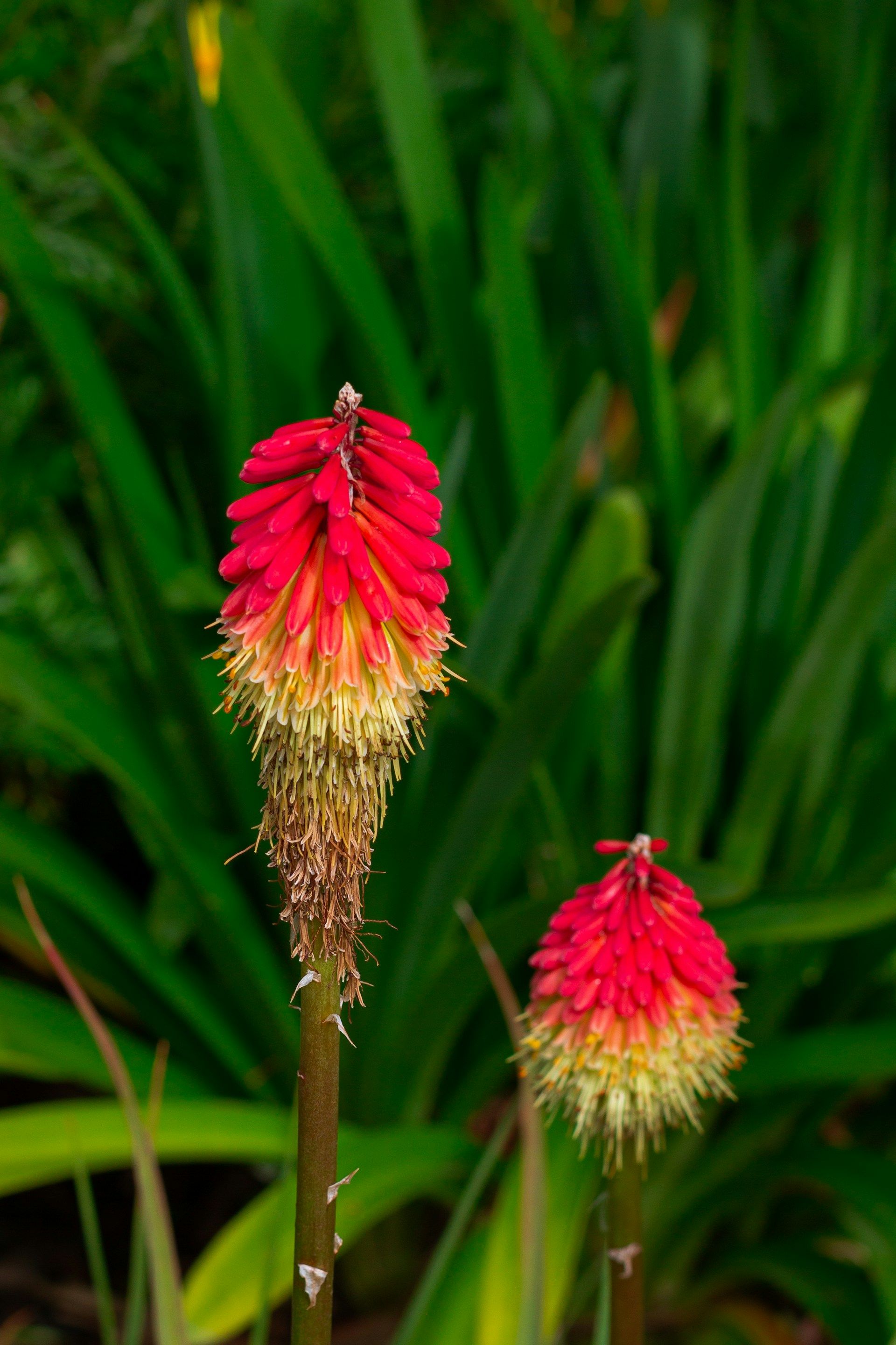 fleurs d automne kniphofia
