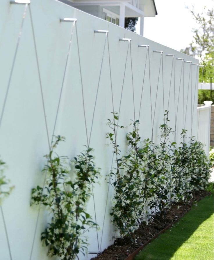plante grimpante jasmin cable