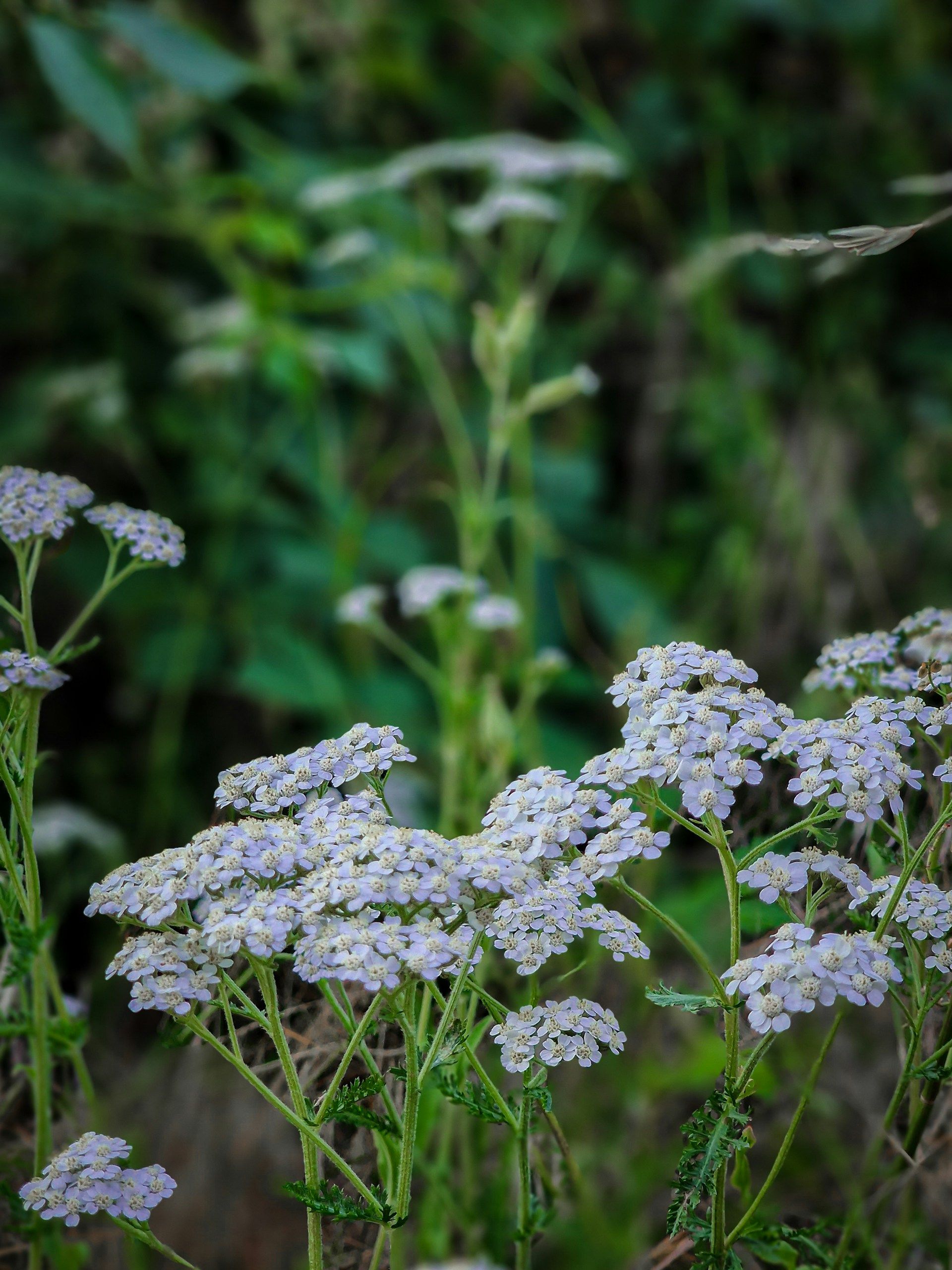 fleurs d automne achillee
