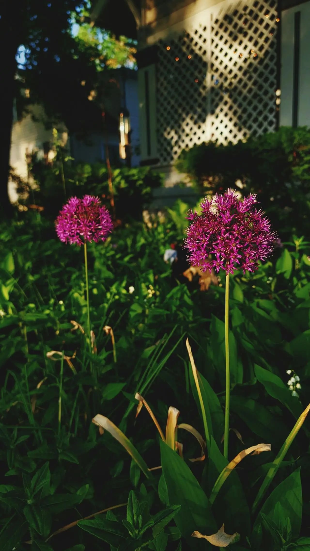 allium millennium