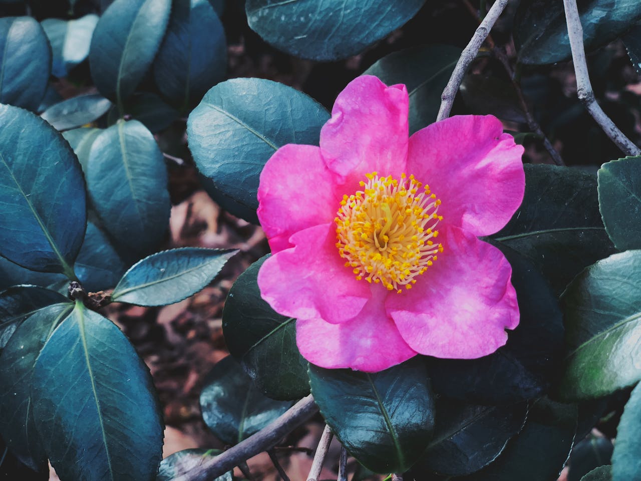 Fleur de camélia sasanqua rose en automne