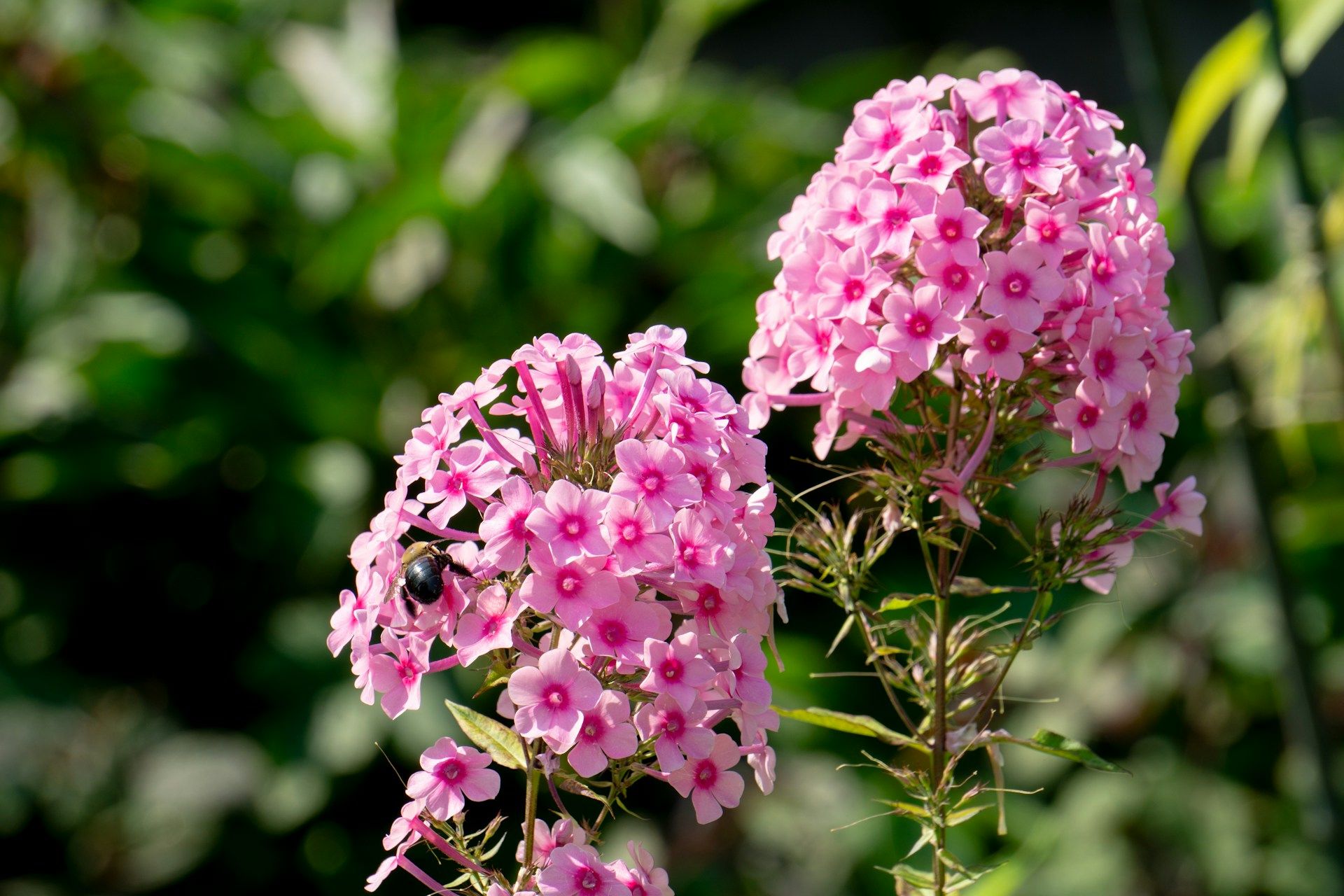 fleurs d automne phlox panicule