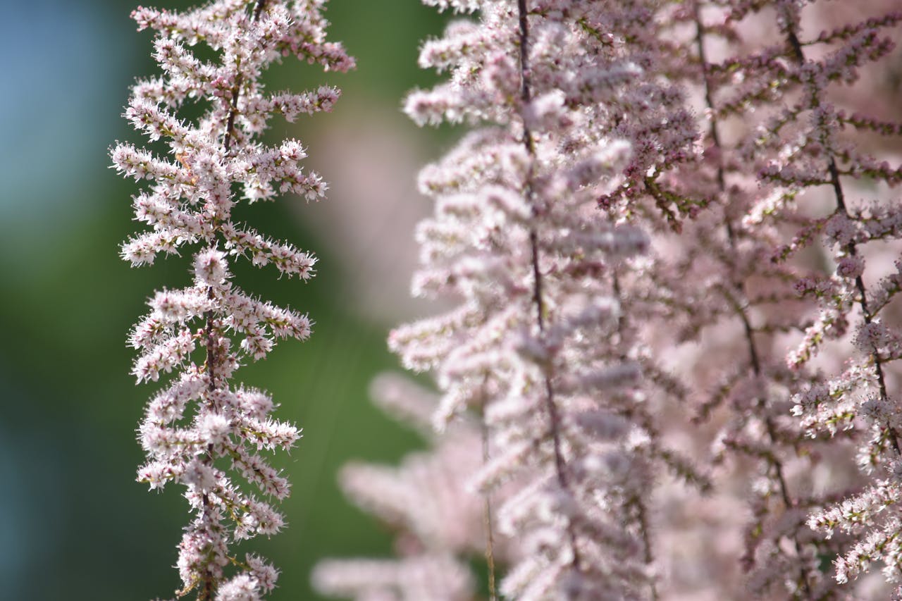 Plante d ombre jardin astilbe