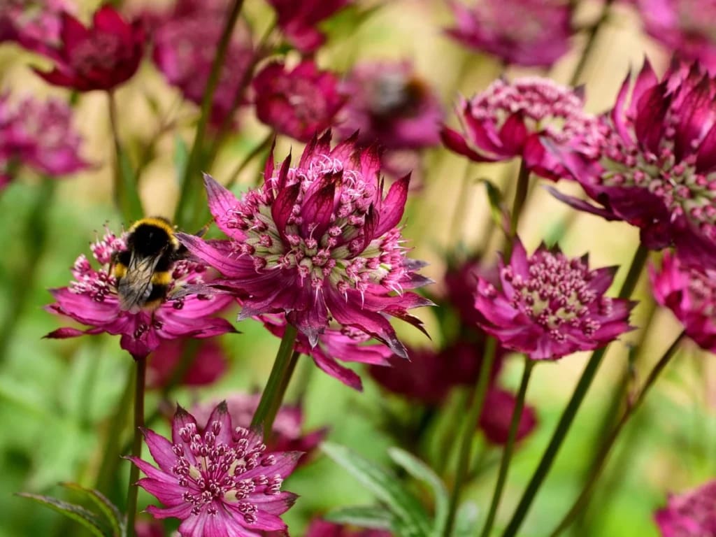 fleurs d automne astrantia