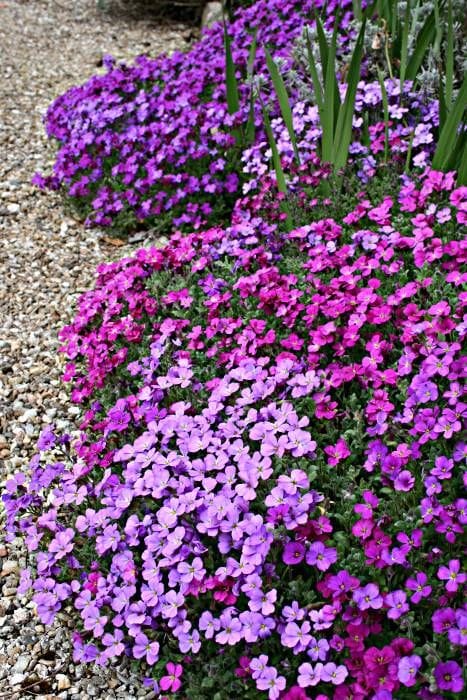 Aubriète plante couvre-sol pour murets