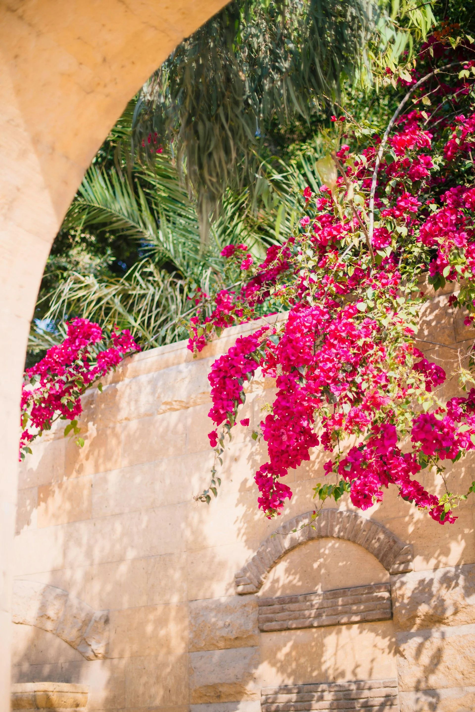 bougainvillier
