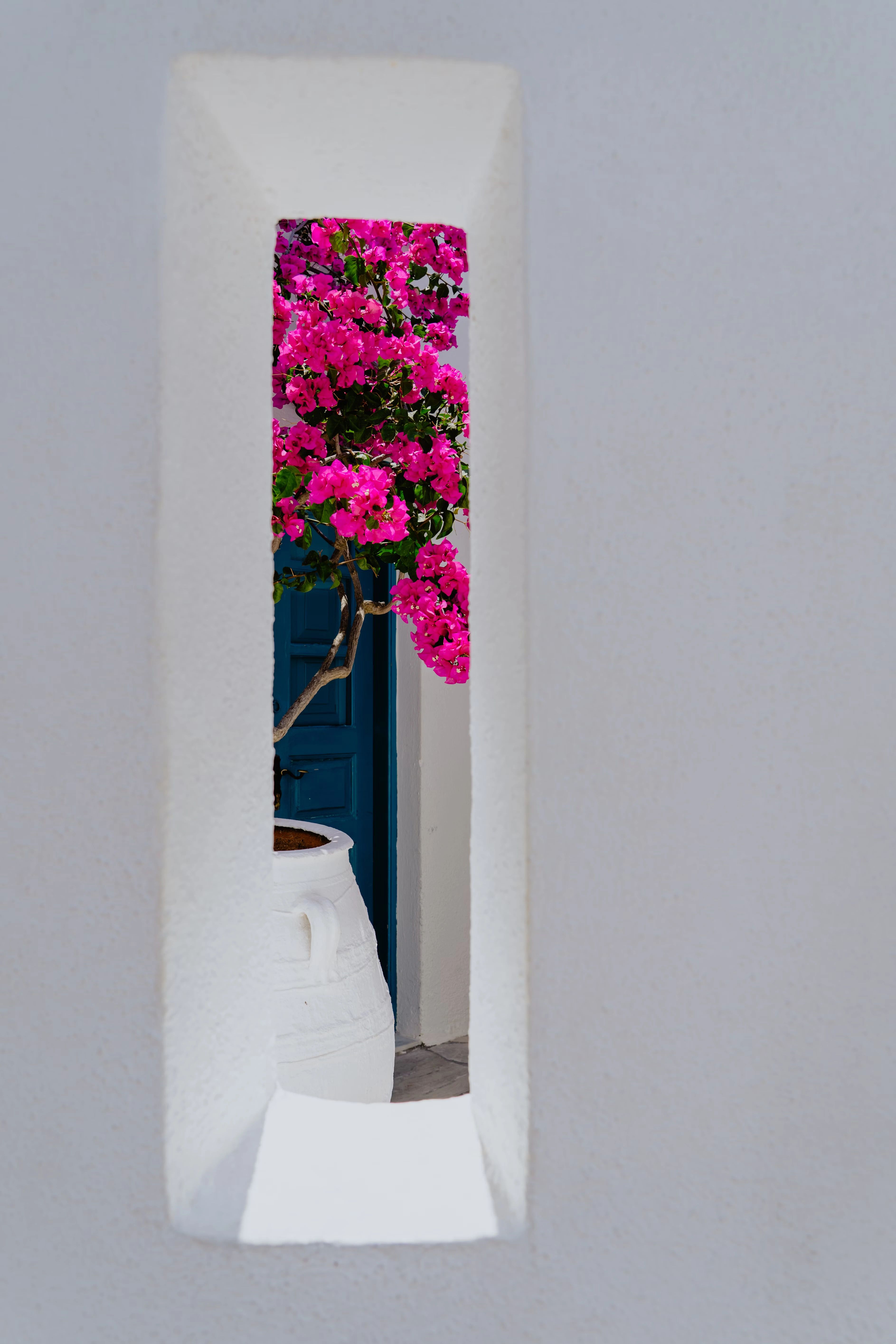 bougainvilliers en pot