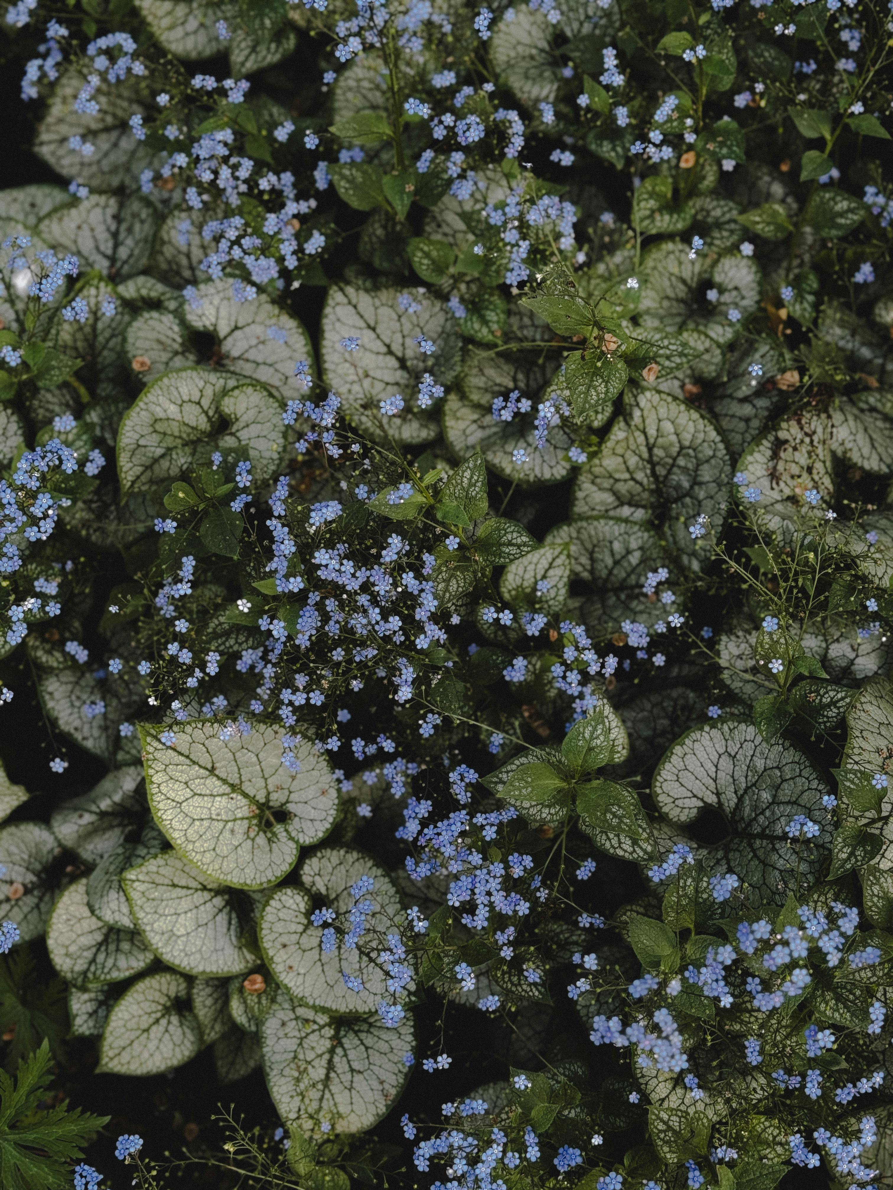 Plante d ombre brunnera