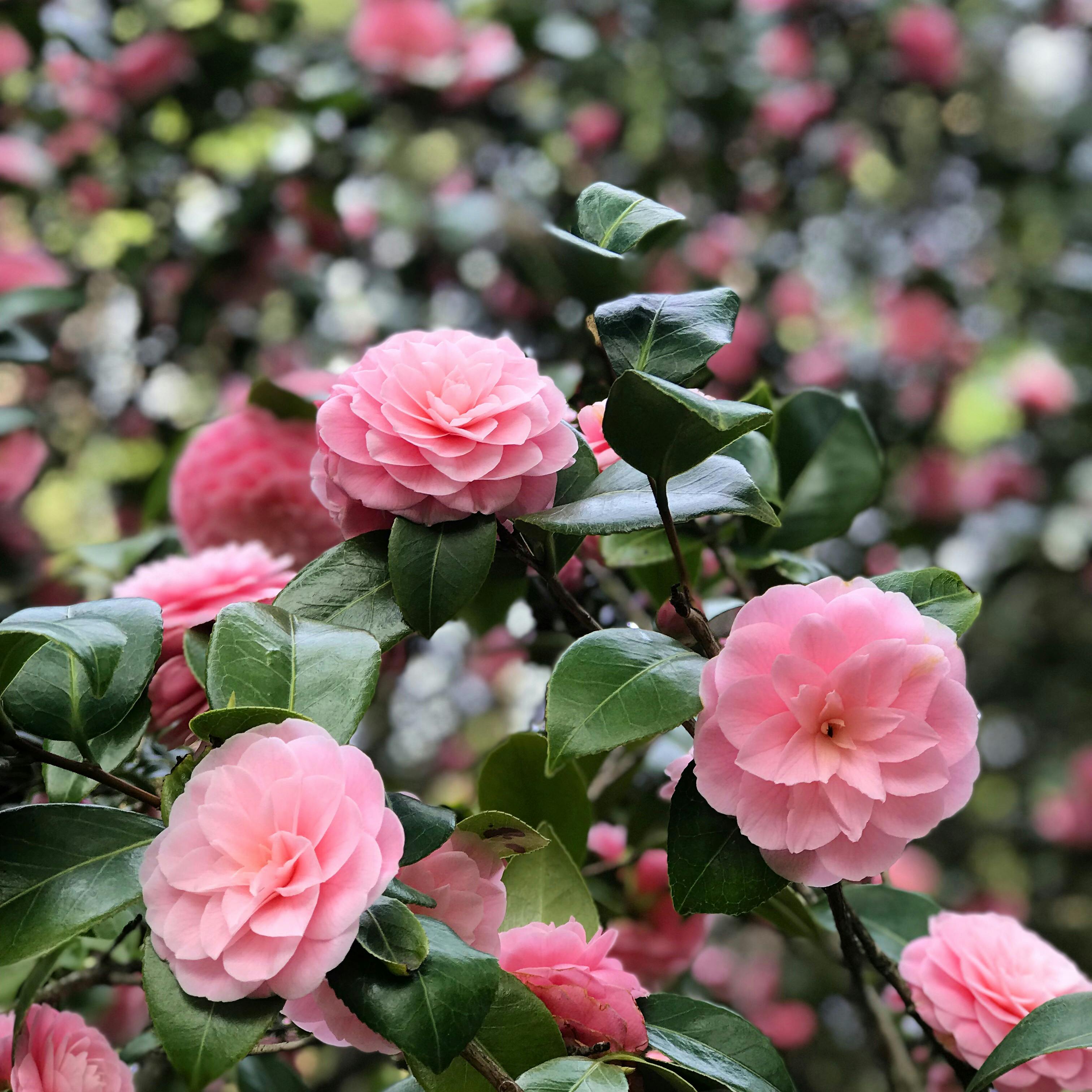 Taille d'un camélia du Japon après sa floraison hivernale