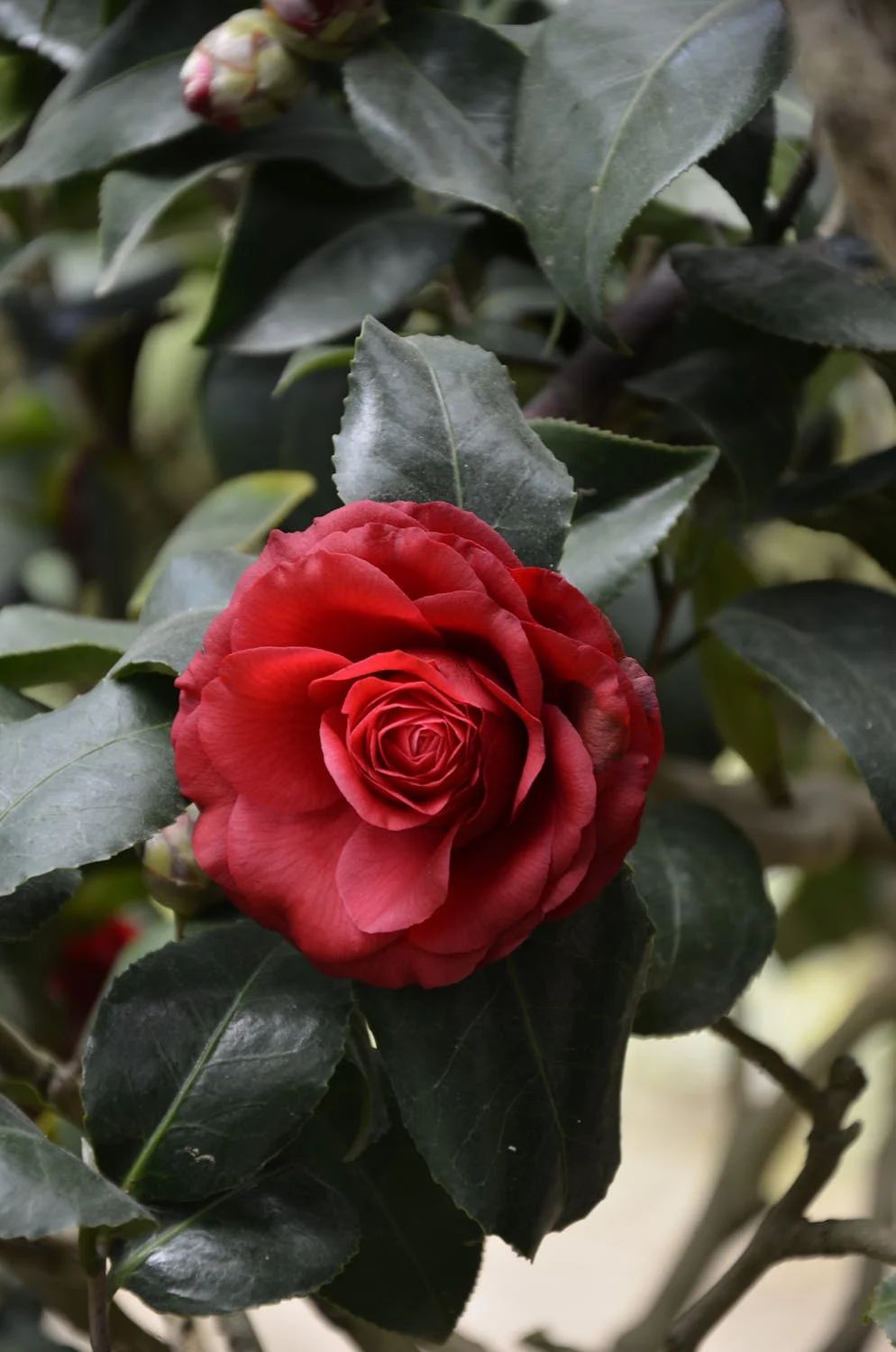 camelia