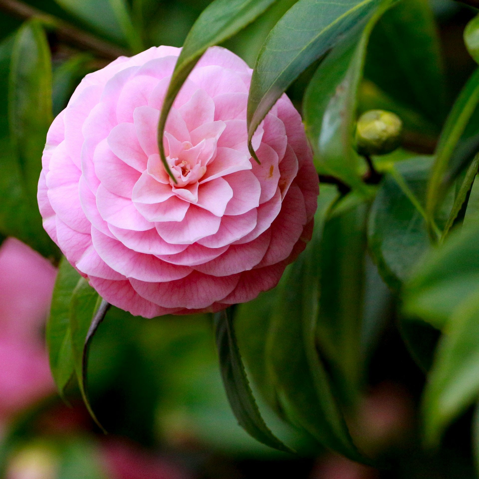 guide complet camelia