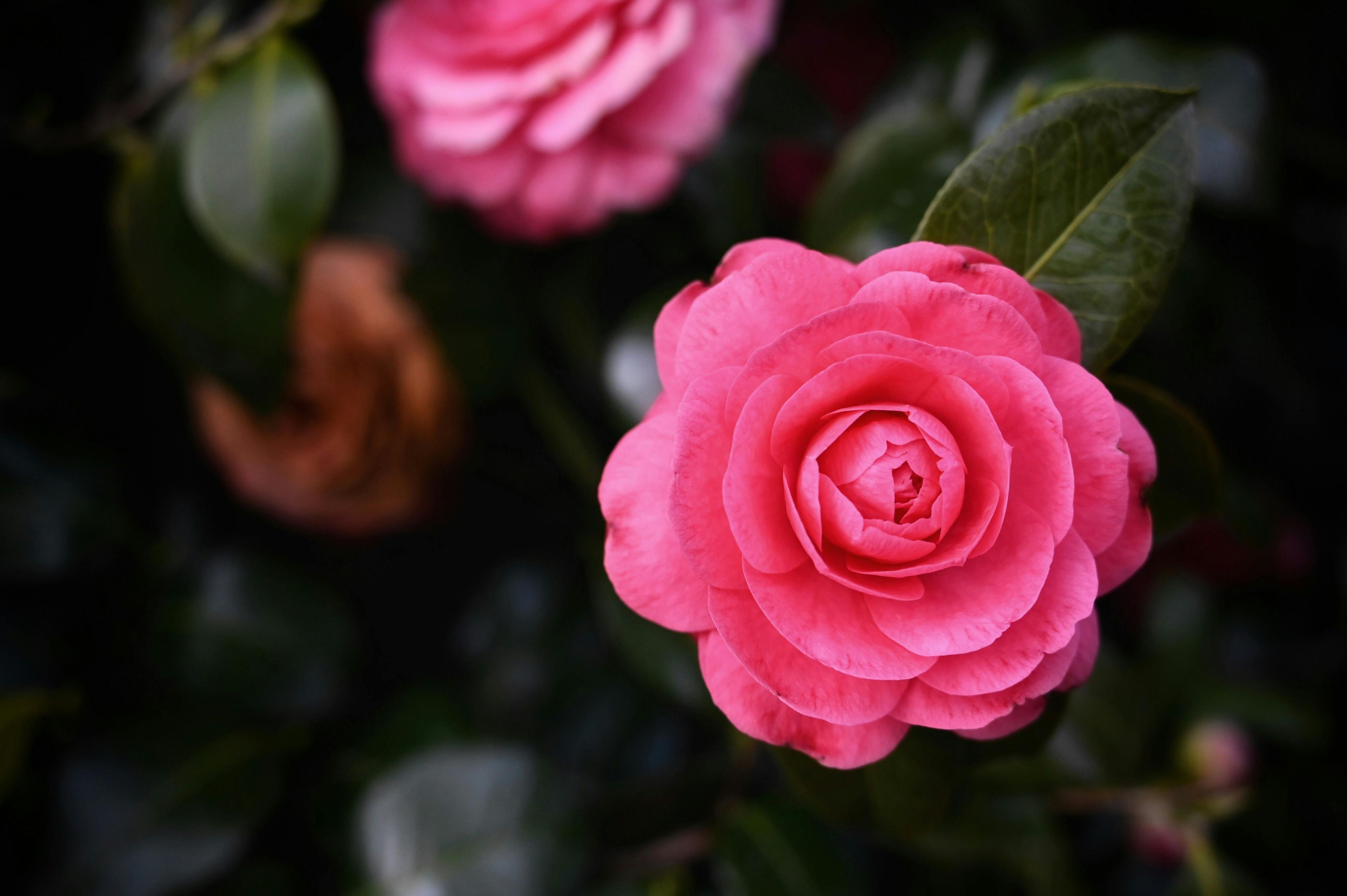 Camélia du Japon floraison