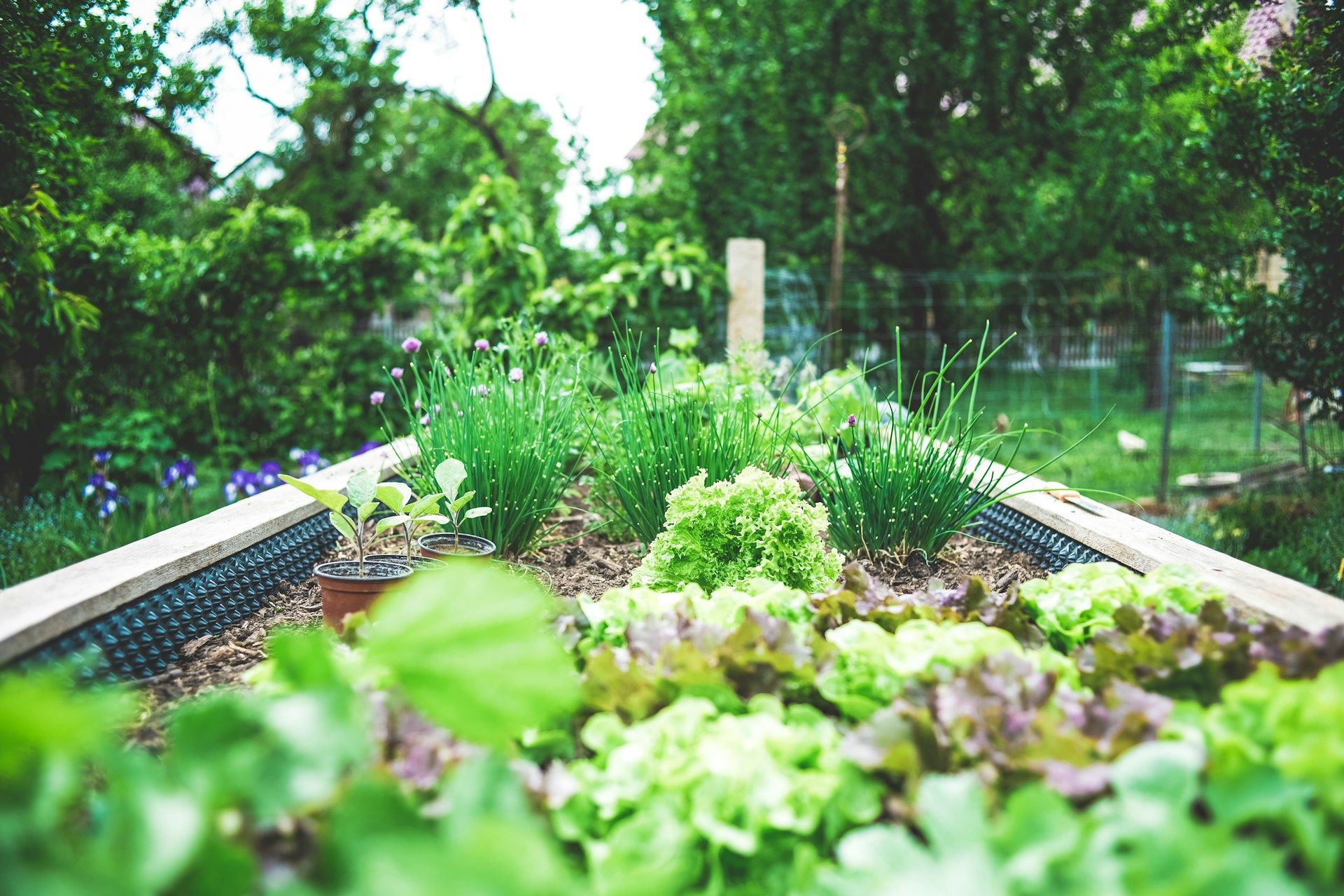 carre potager