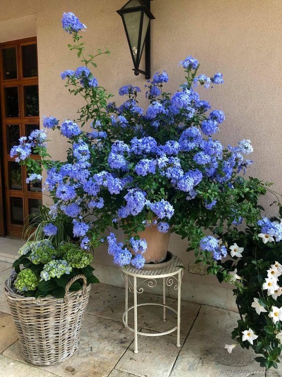 plumbago