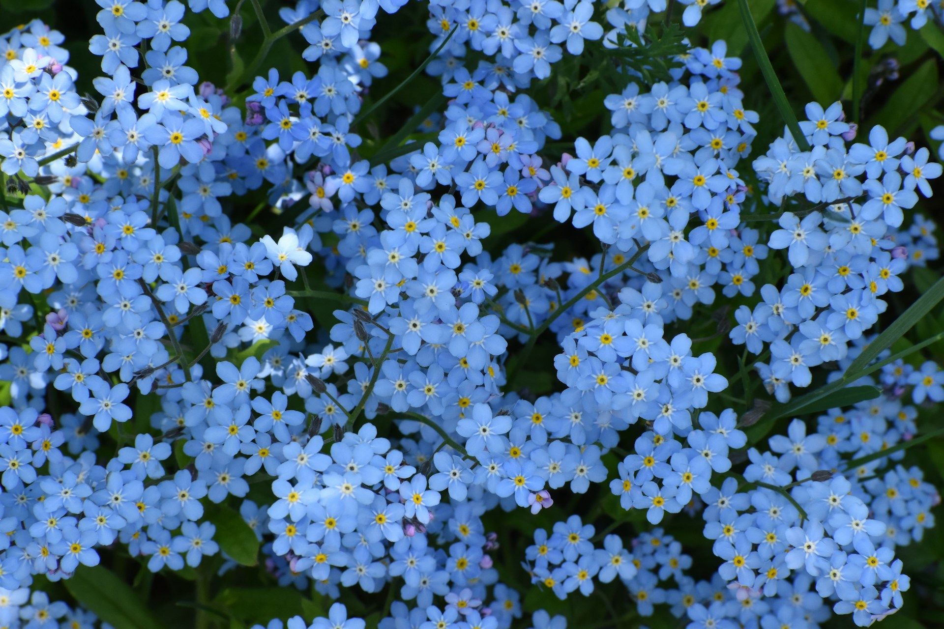 plante couvre sol pervenche bleu