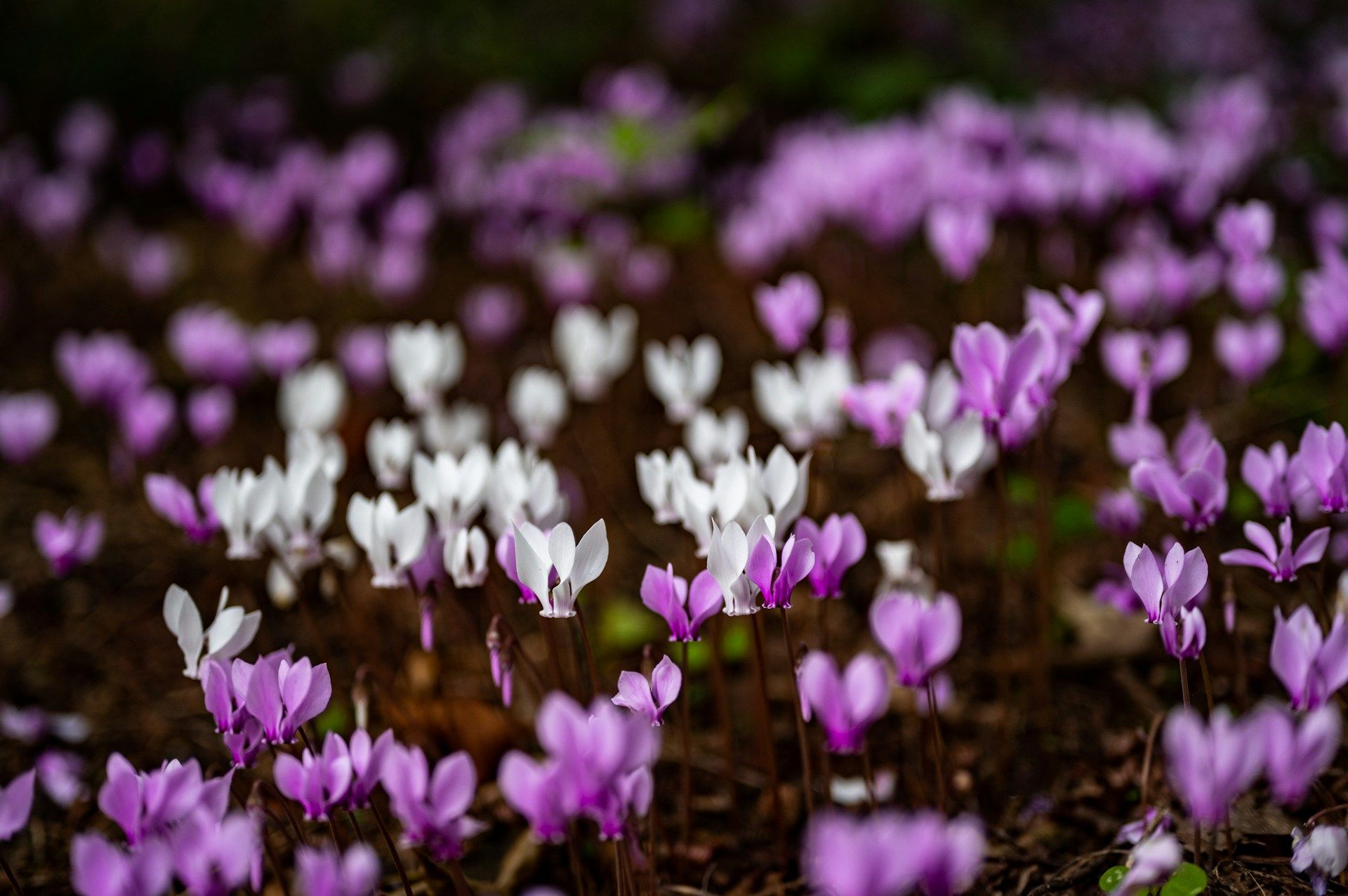 fleurs d automne crocus