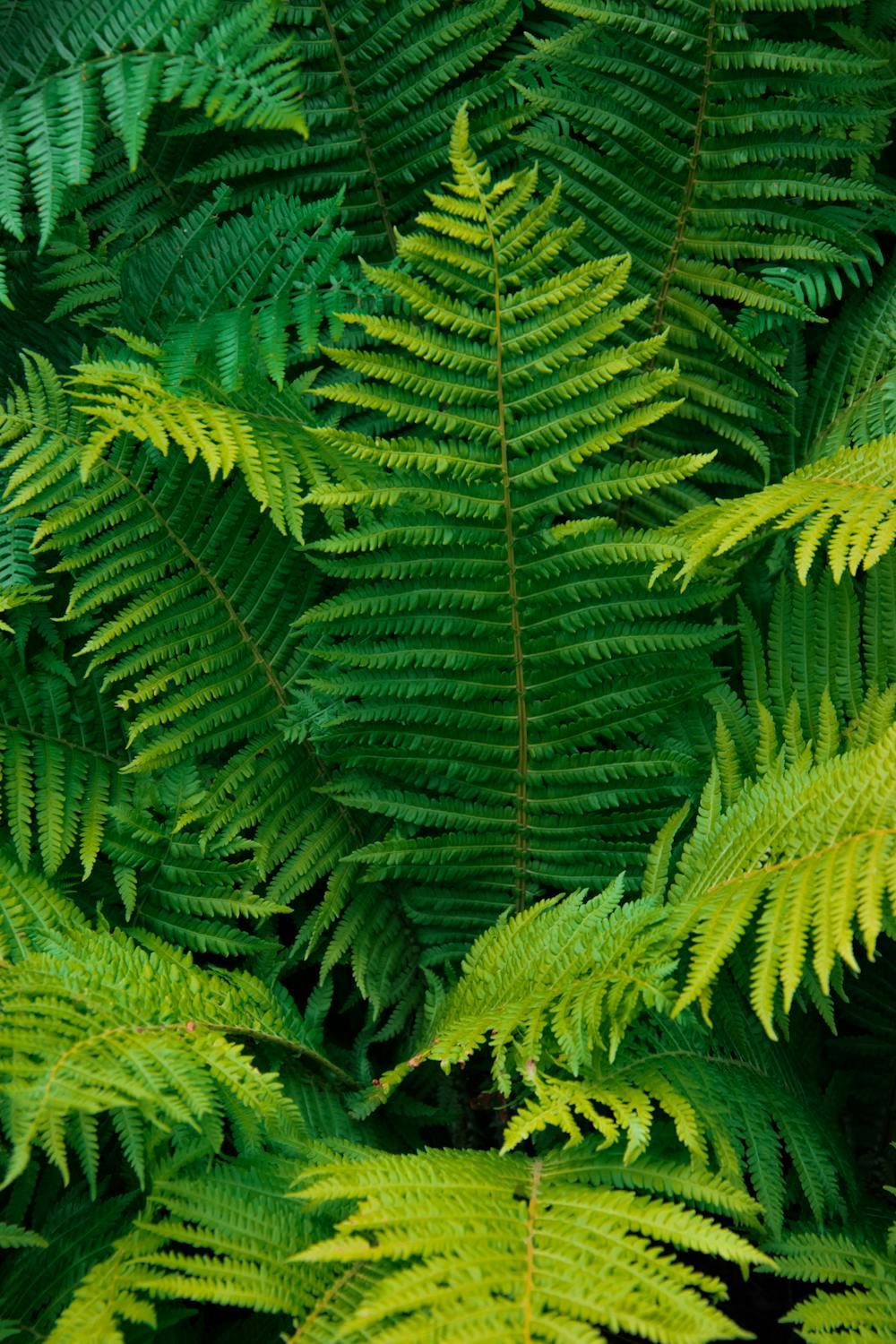 Plante d ombre jardin fougere