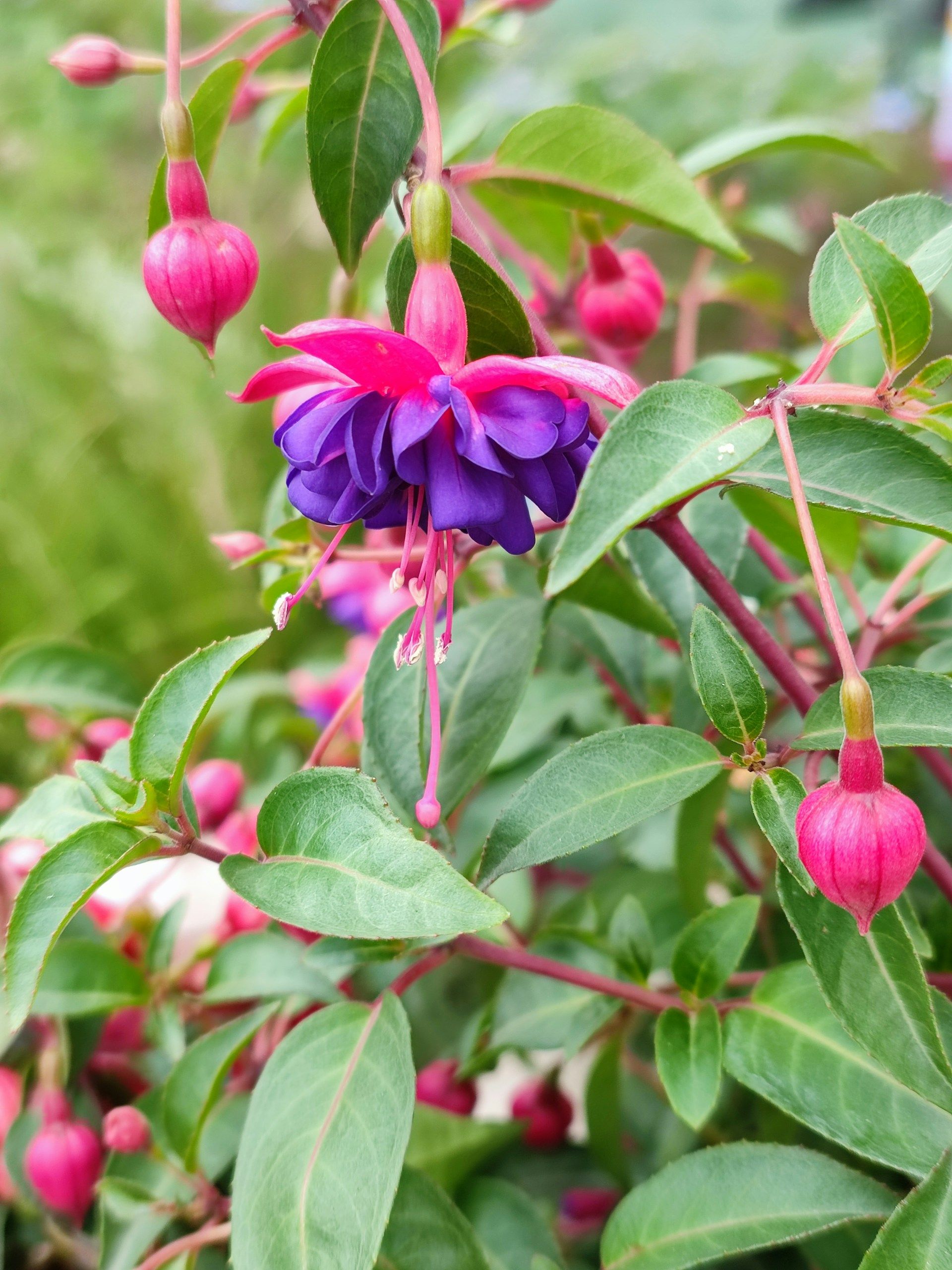 fleurs d automne fuchsia