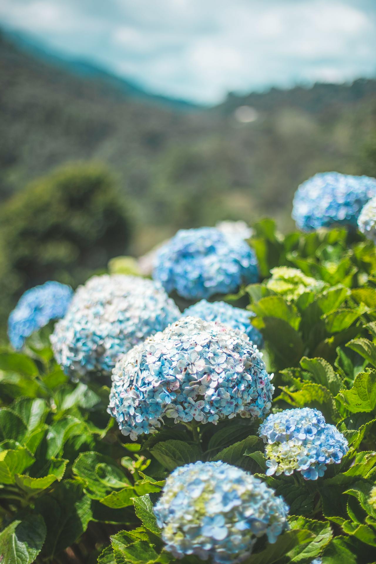 Plante ombre hortensia