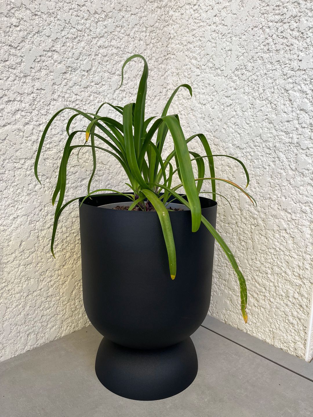 agapanthe en pot