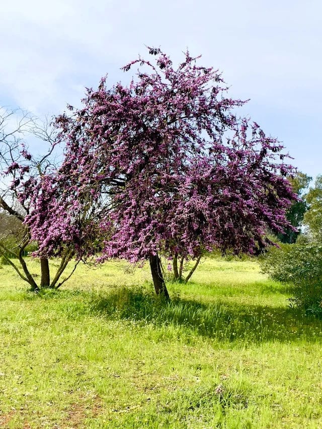 arbre de judée inconvénients