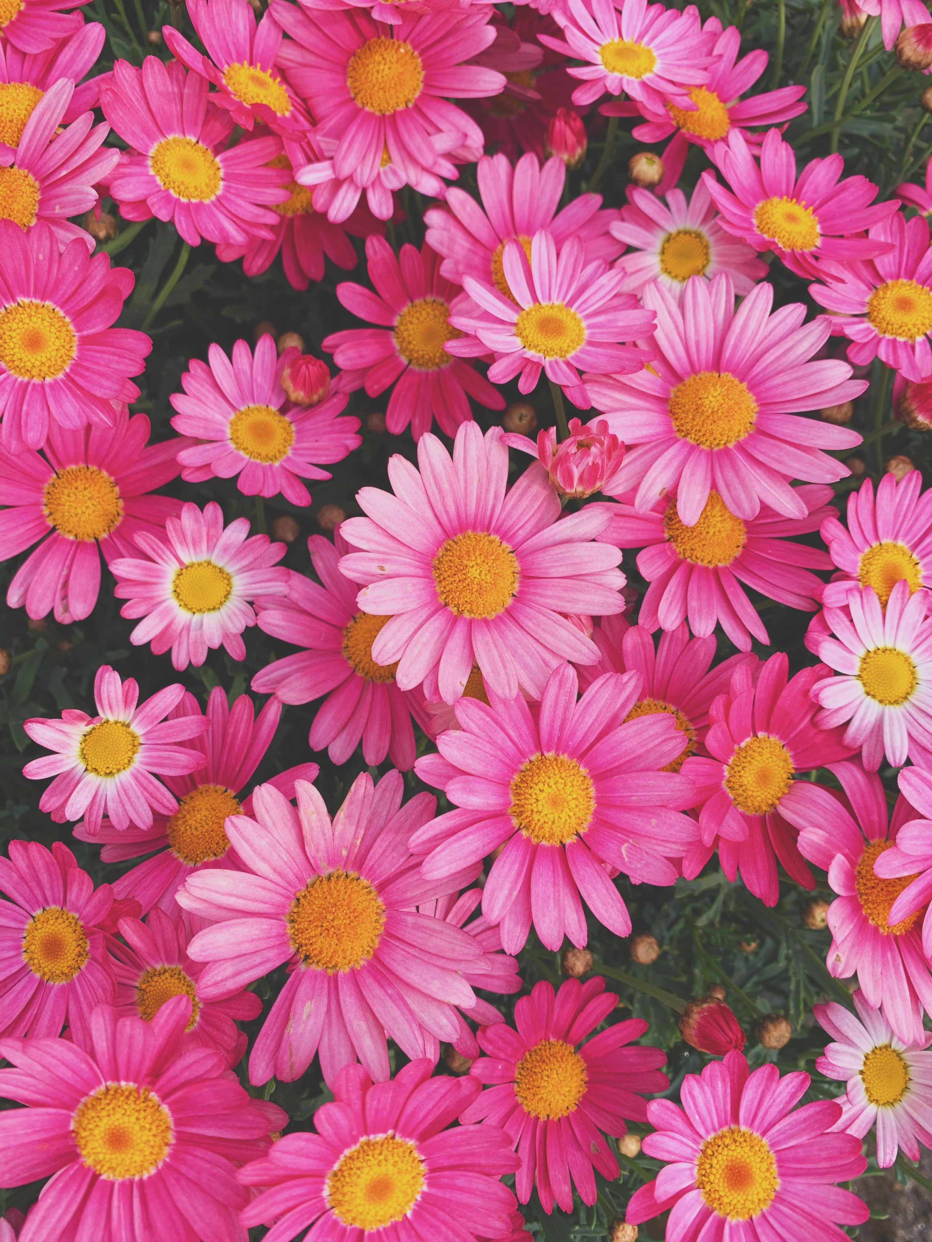 aster