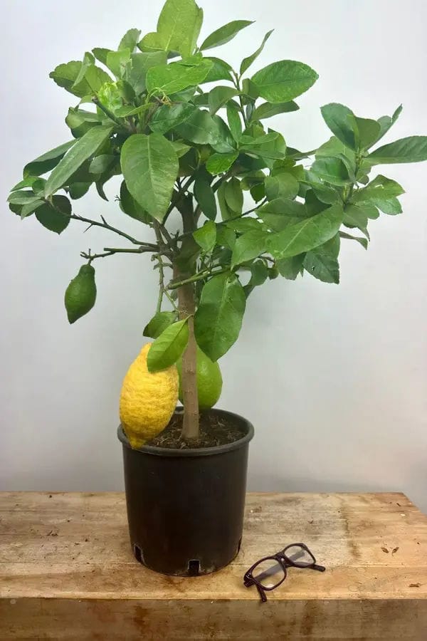 citronnier des 4 saisons