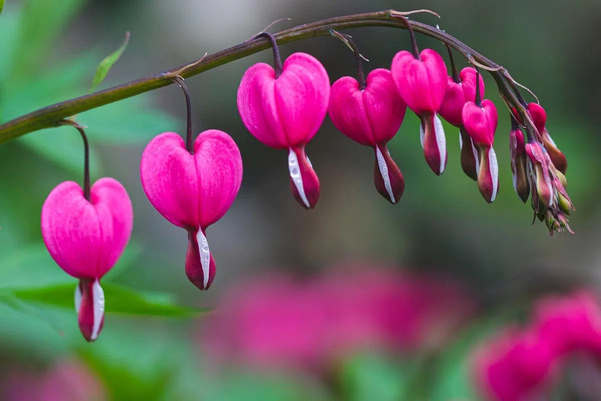 coeur de marie