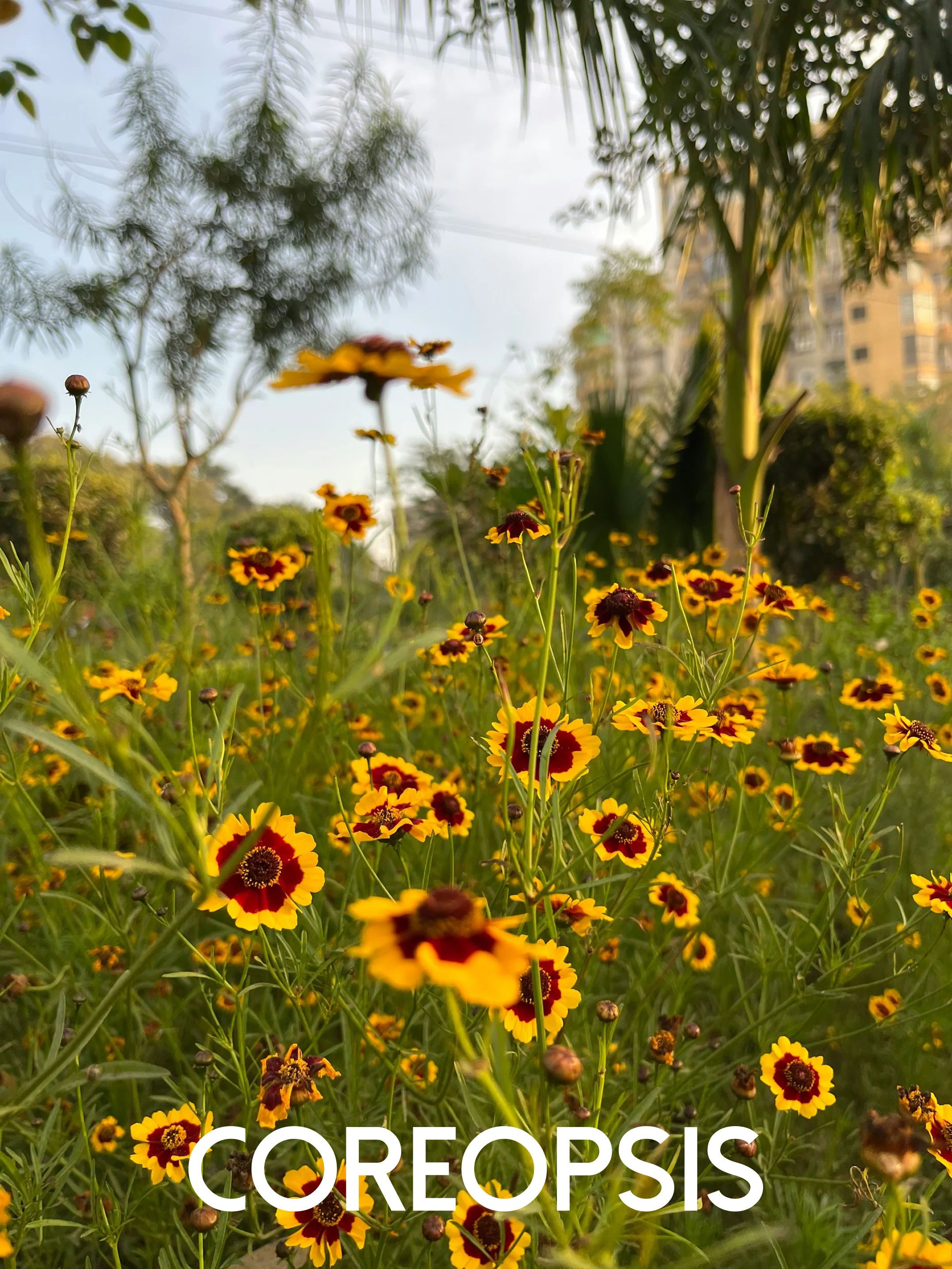 coreopsis