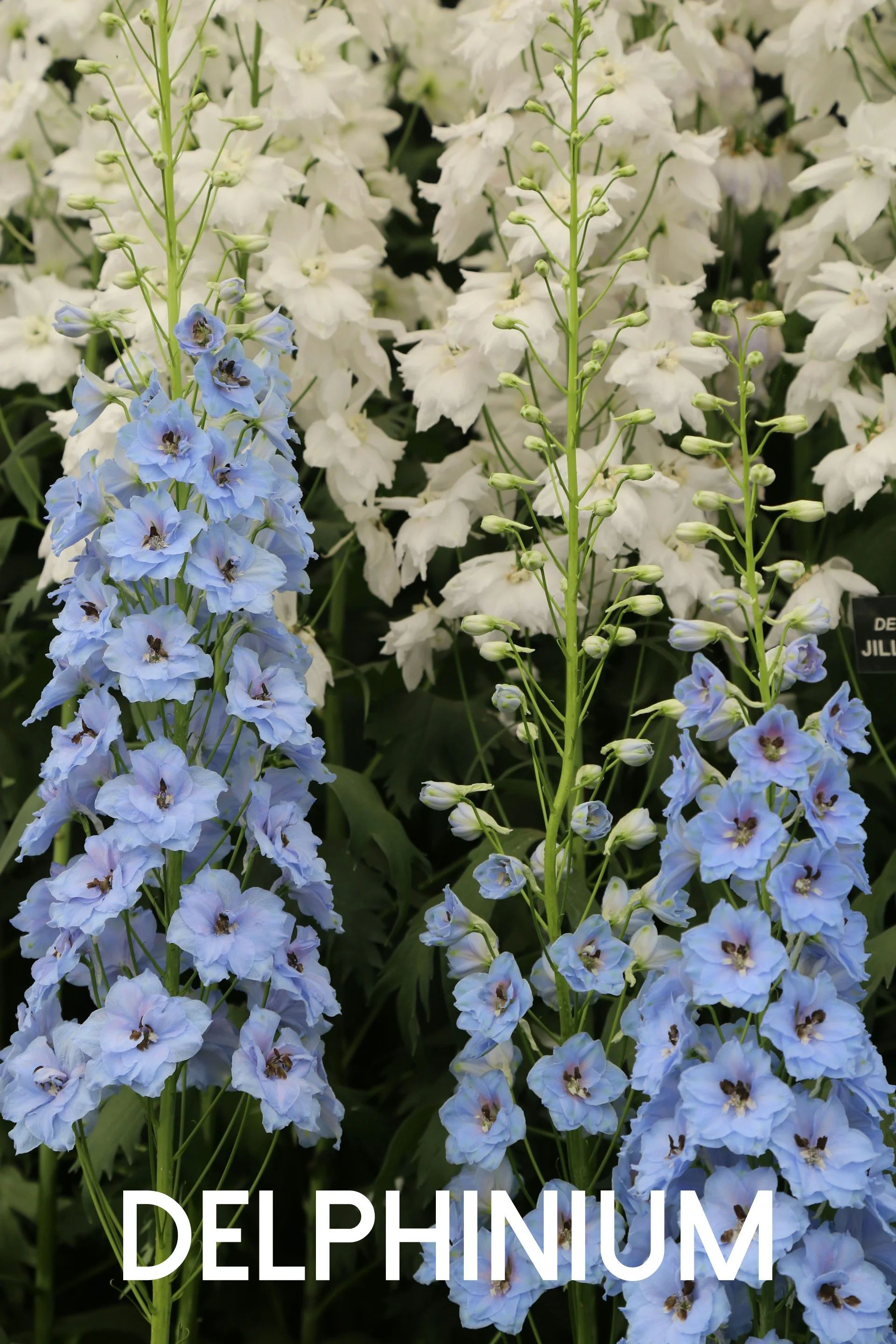 delphinium