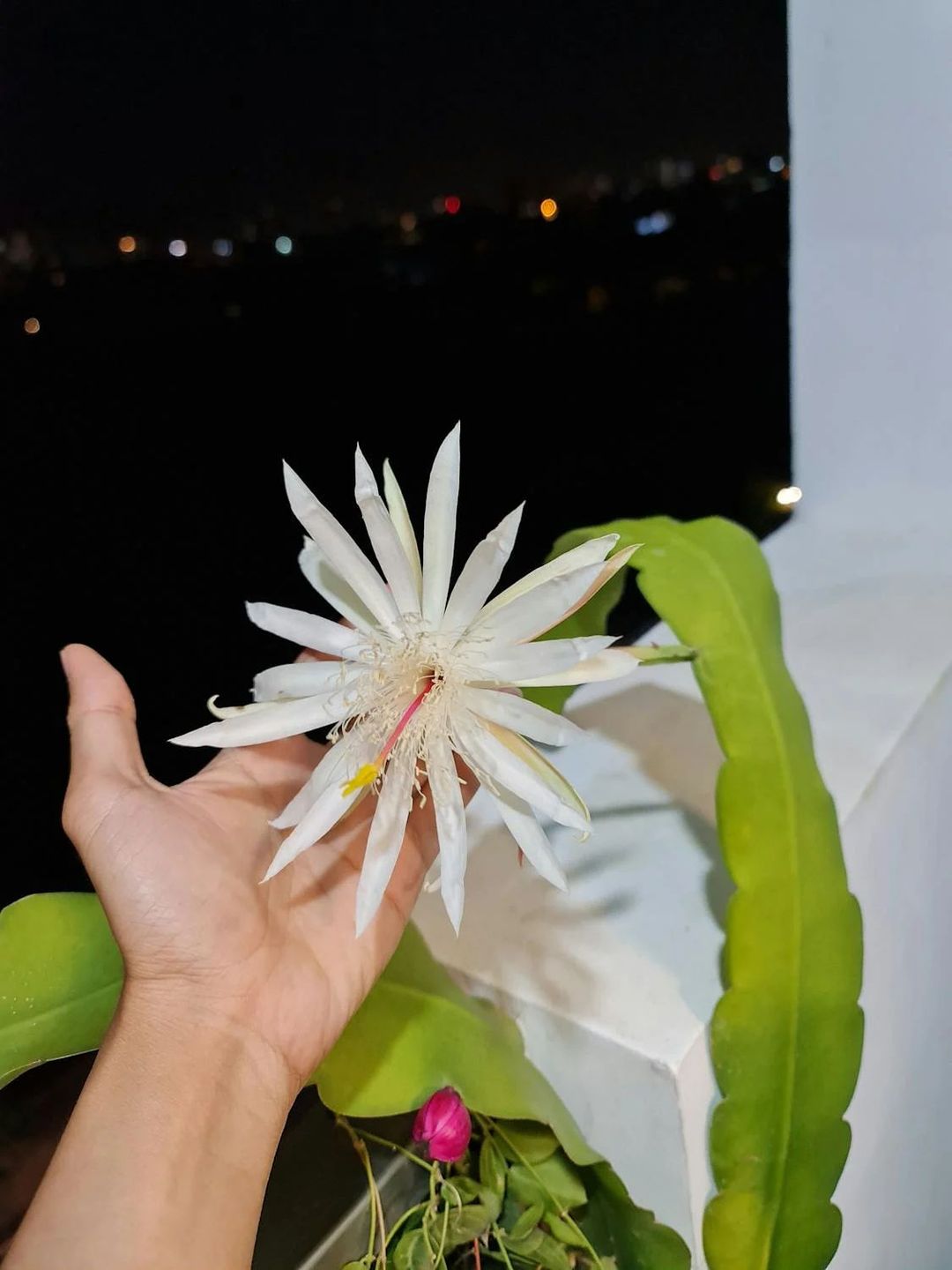 fleur epiphyllum