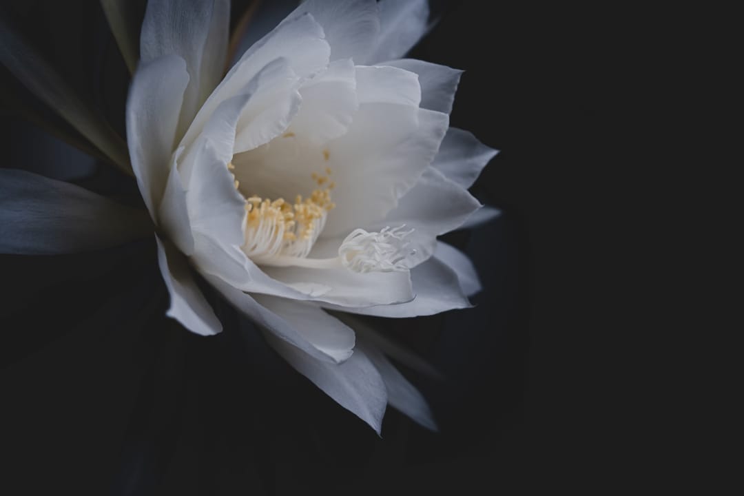 epiphyllum fleur cactus