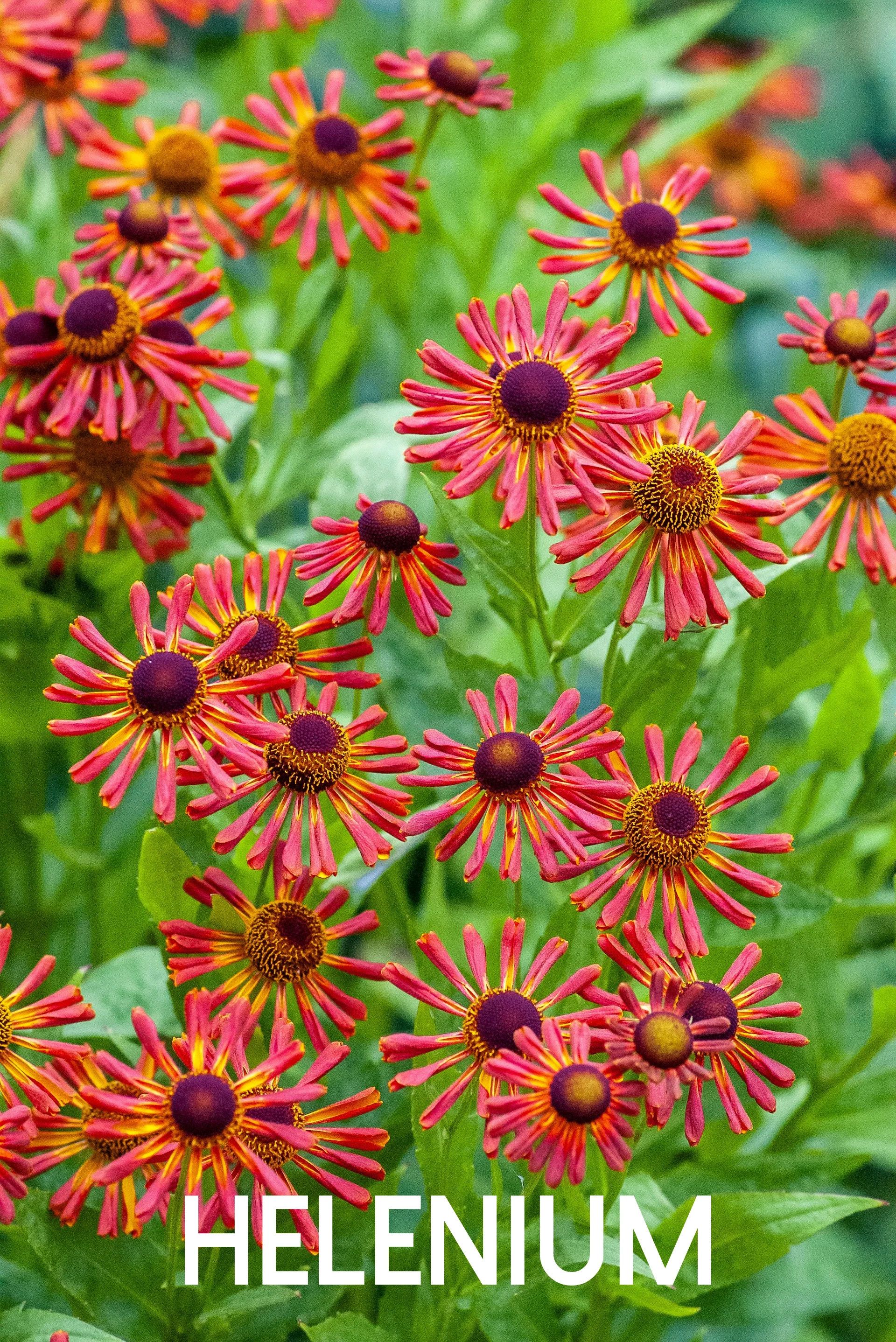 helenium