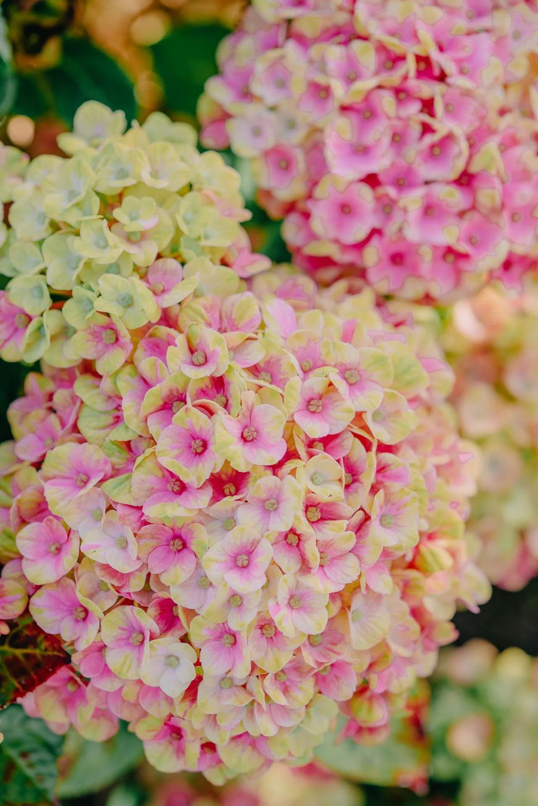 hortensia hydrangea paniculata zoom