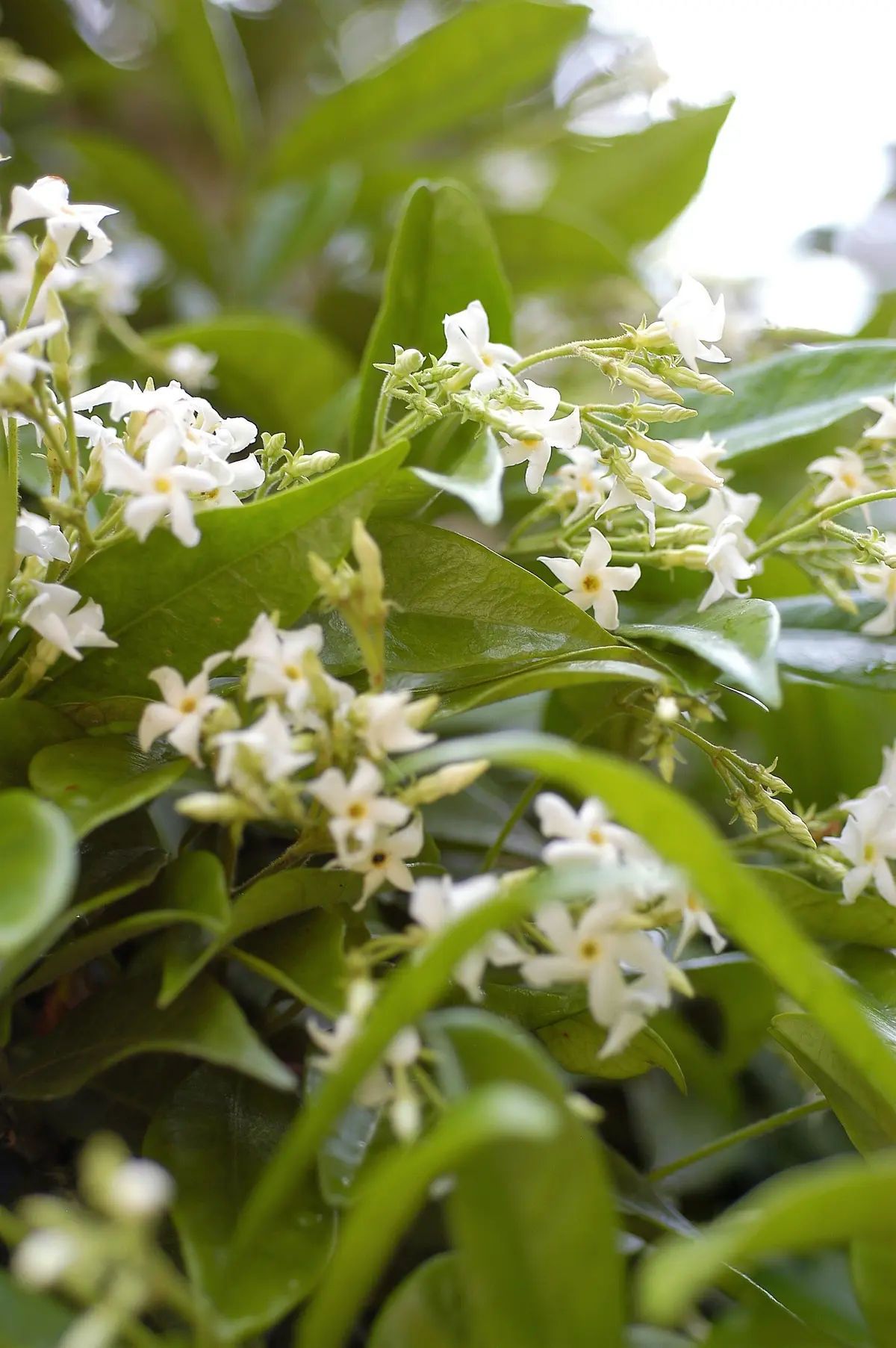 acheter un jasmin