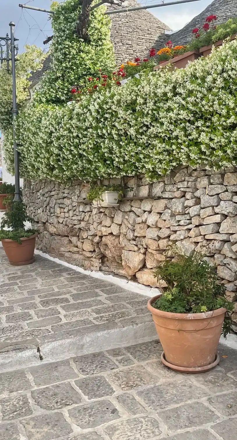 jasmin étoilé mur