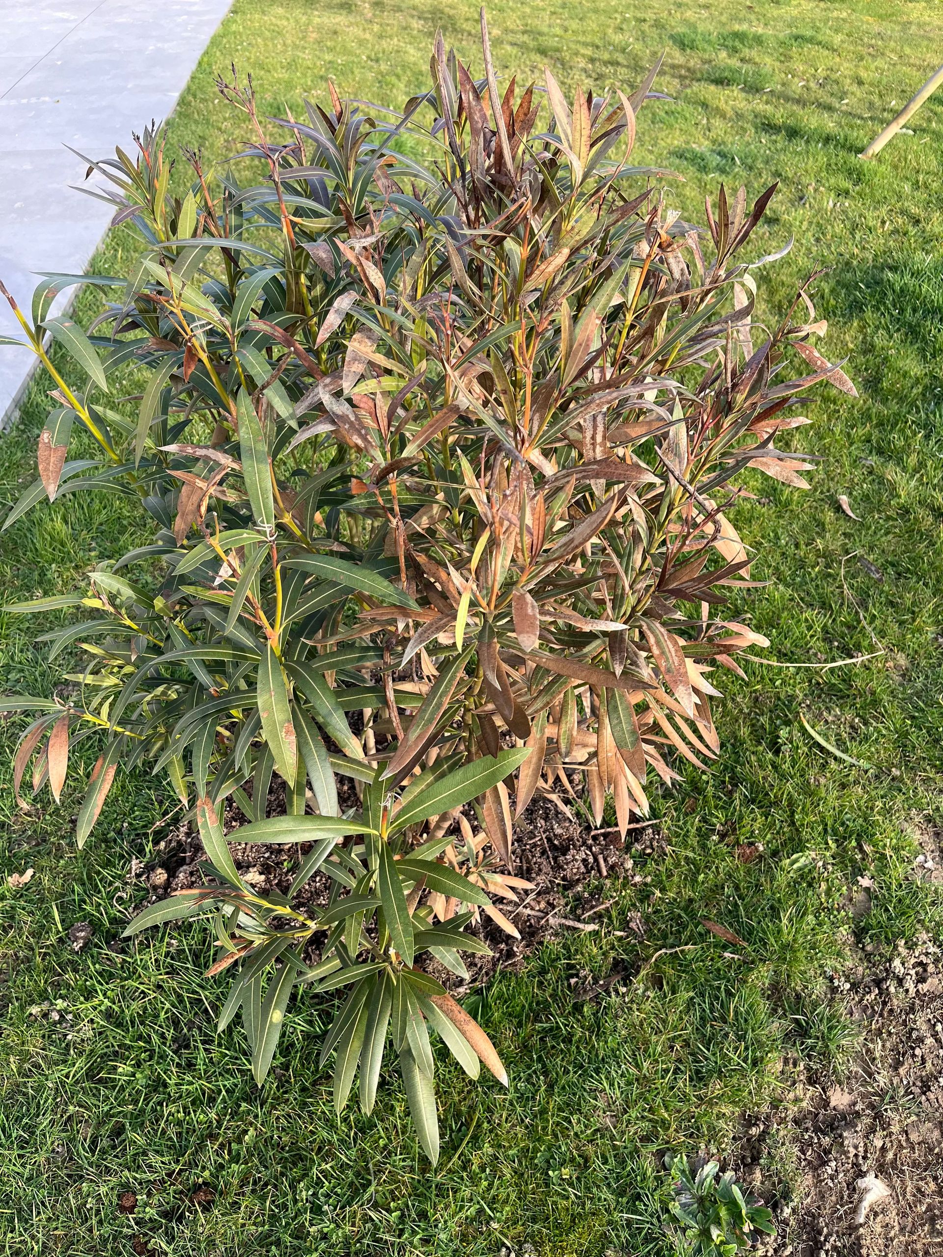 photo maladie laurier-rose