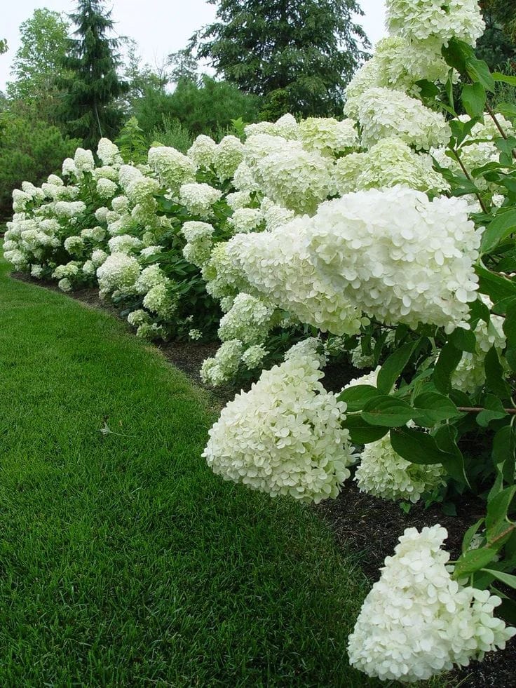 hortensia hydrangea paniculata limelight
