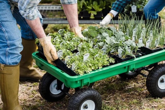 serre de jardin comparatif