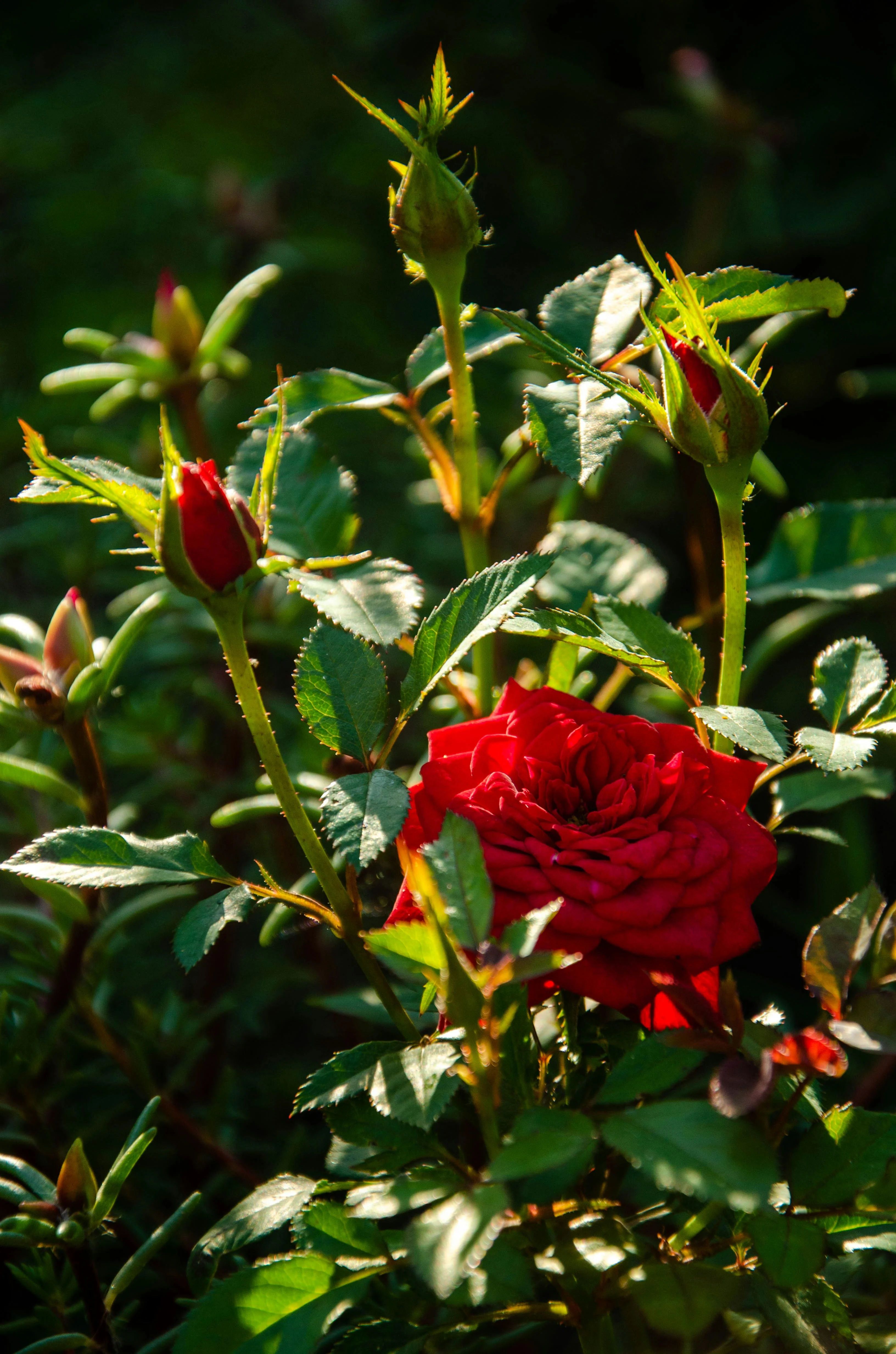 type de rosier