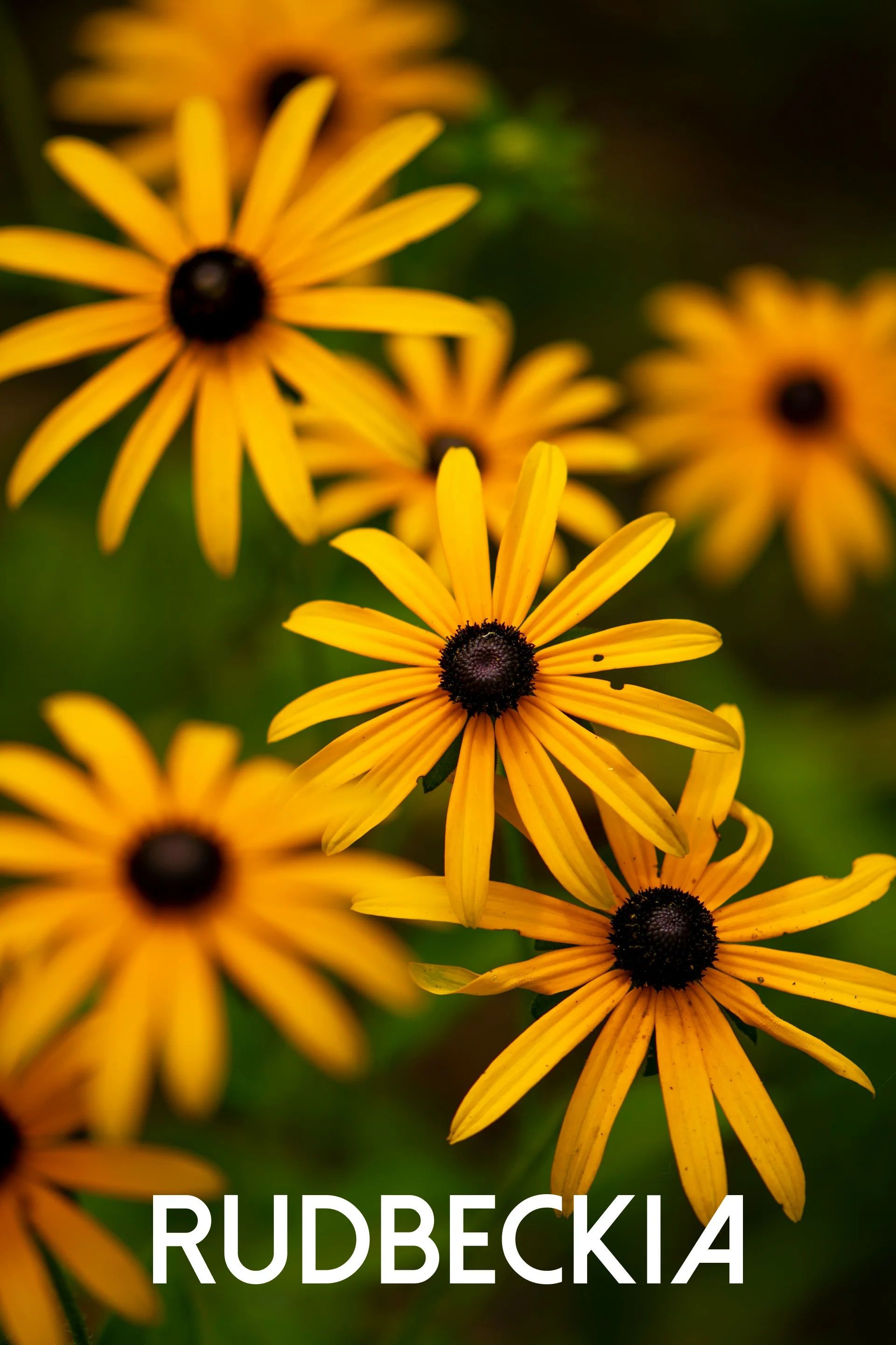 rudbeckia