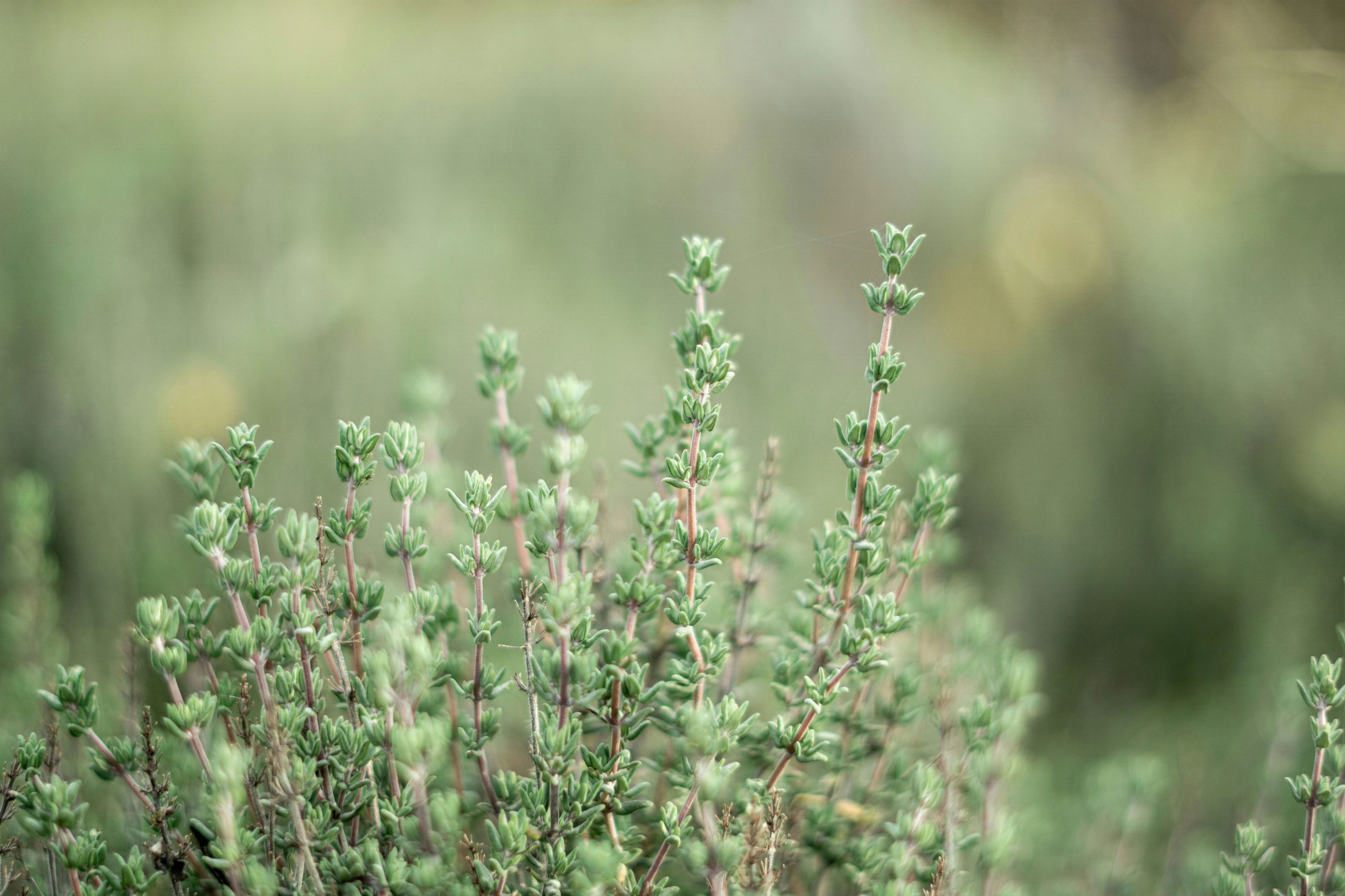 liste des plantes aromatiques le thym