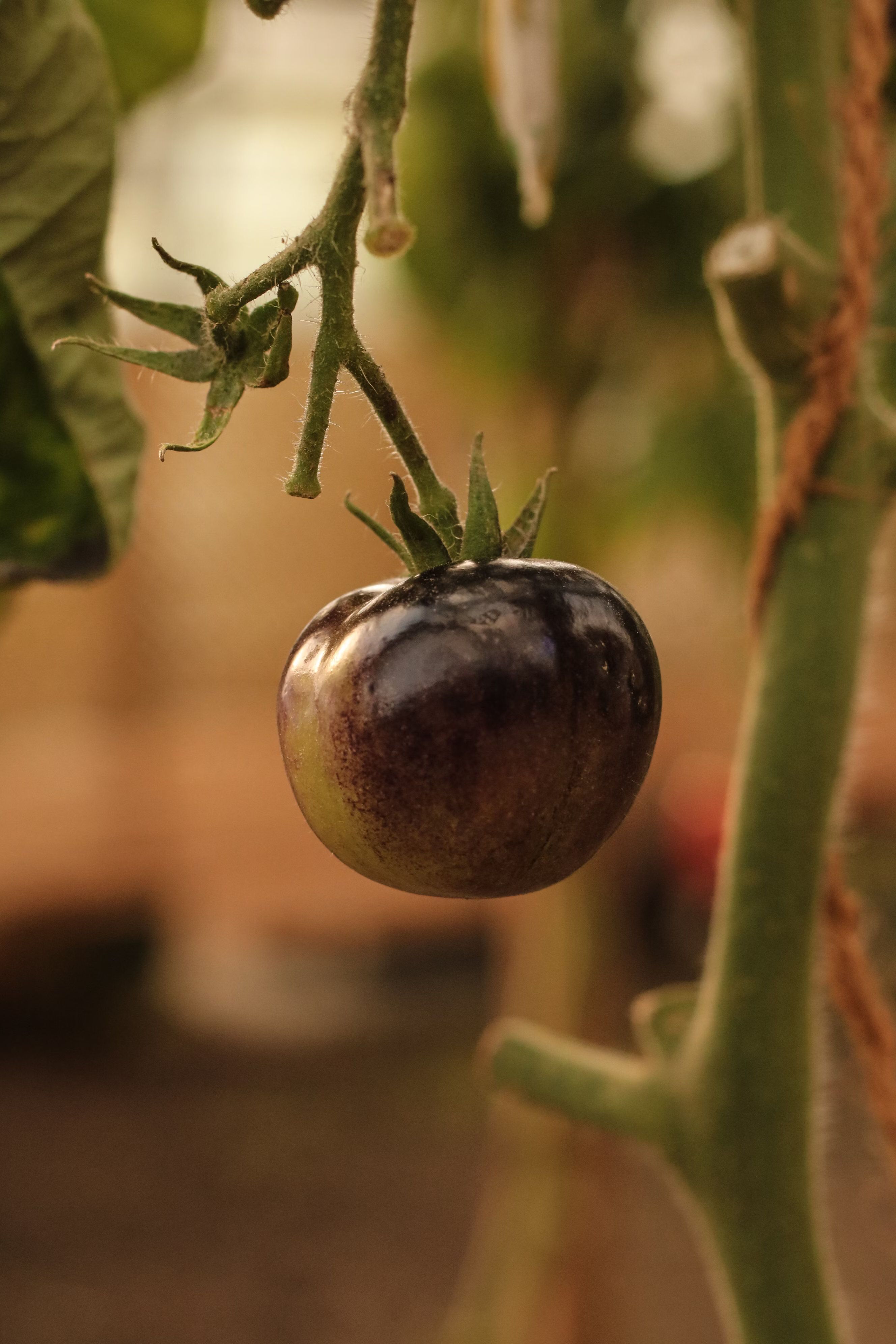 maladies tomates
