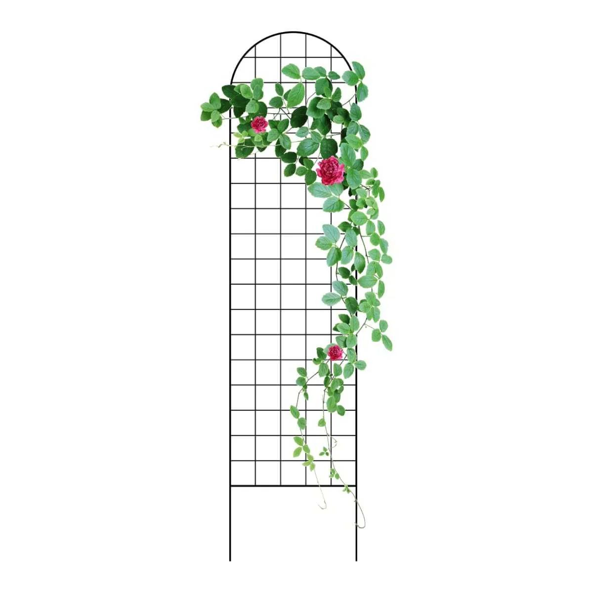 treillis plantes grimpantes