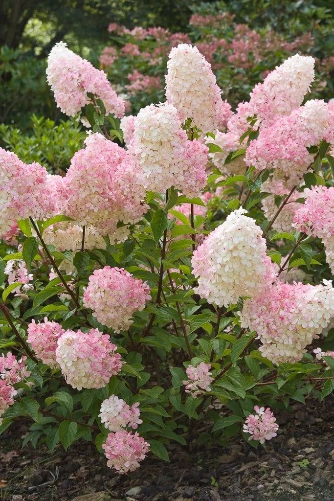 hortensia hydrangea paniculata vanille fraise