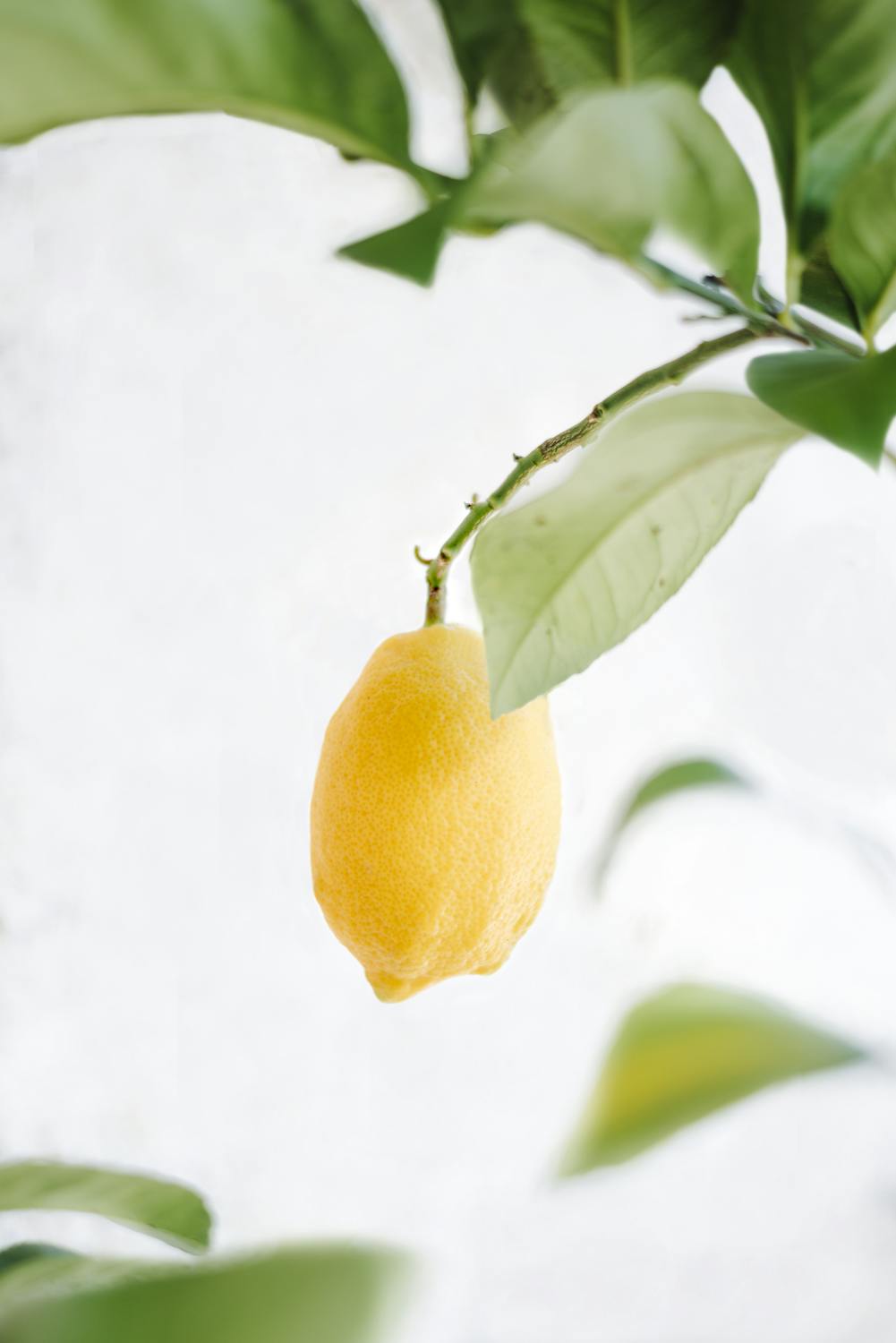 citronnier des 4 saisons entretien