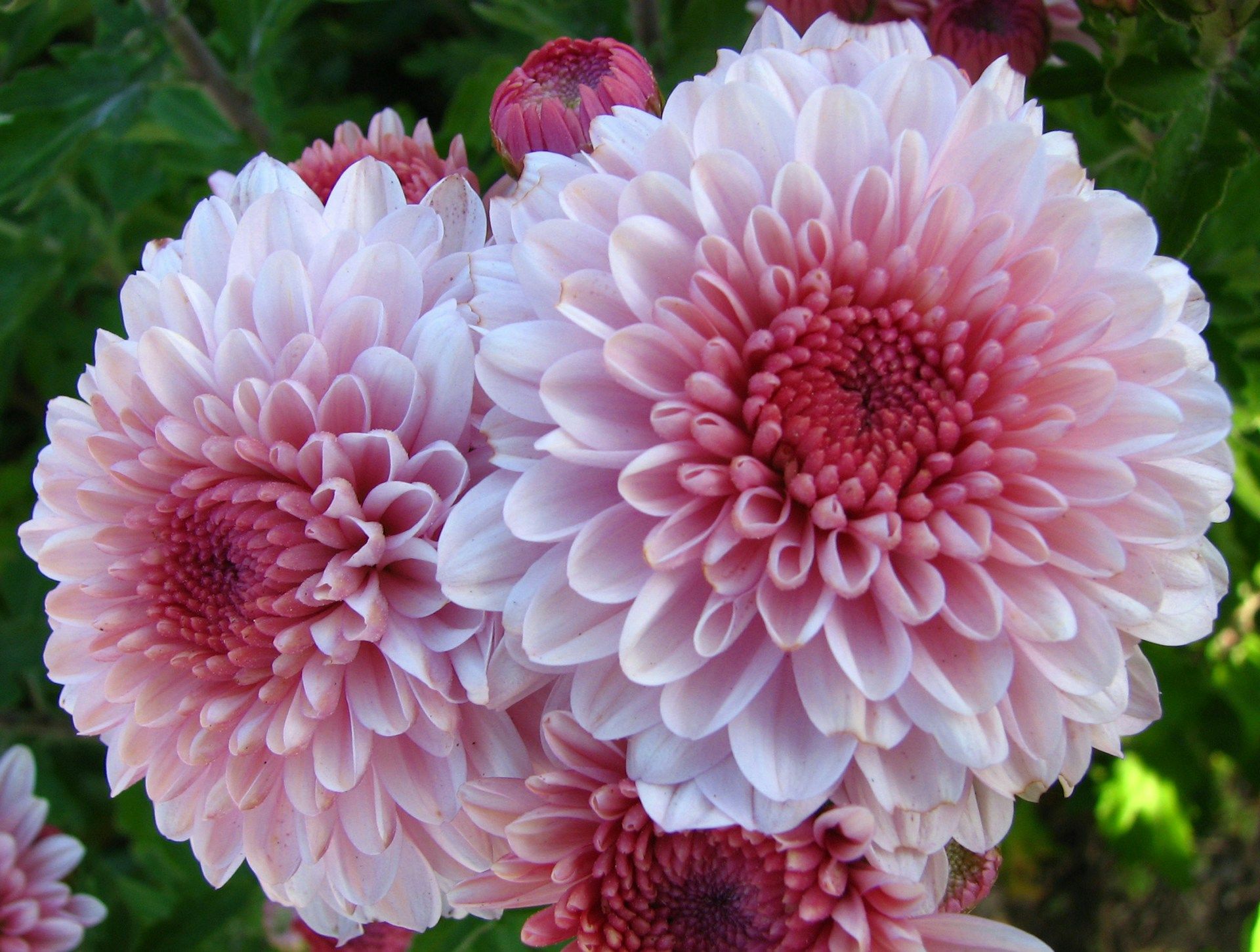 fleurs d automne dahlia