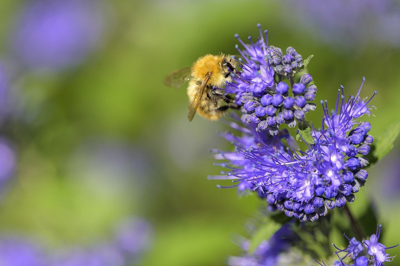 plantes résistantes à la sécheresse
